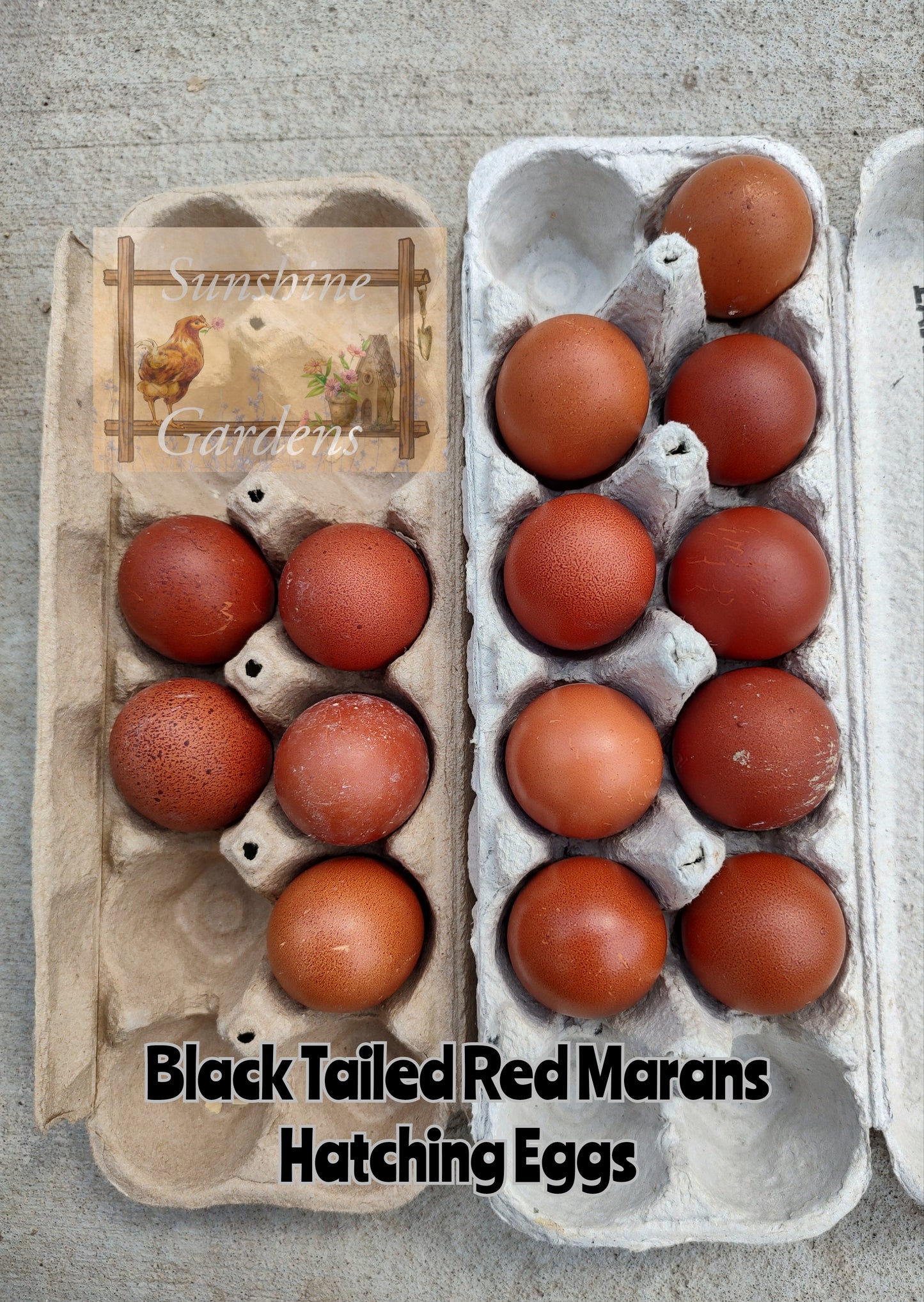 Black Tailed Red Marans - 12 Hatching Eggs*