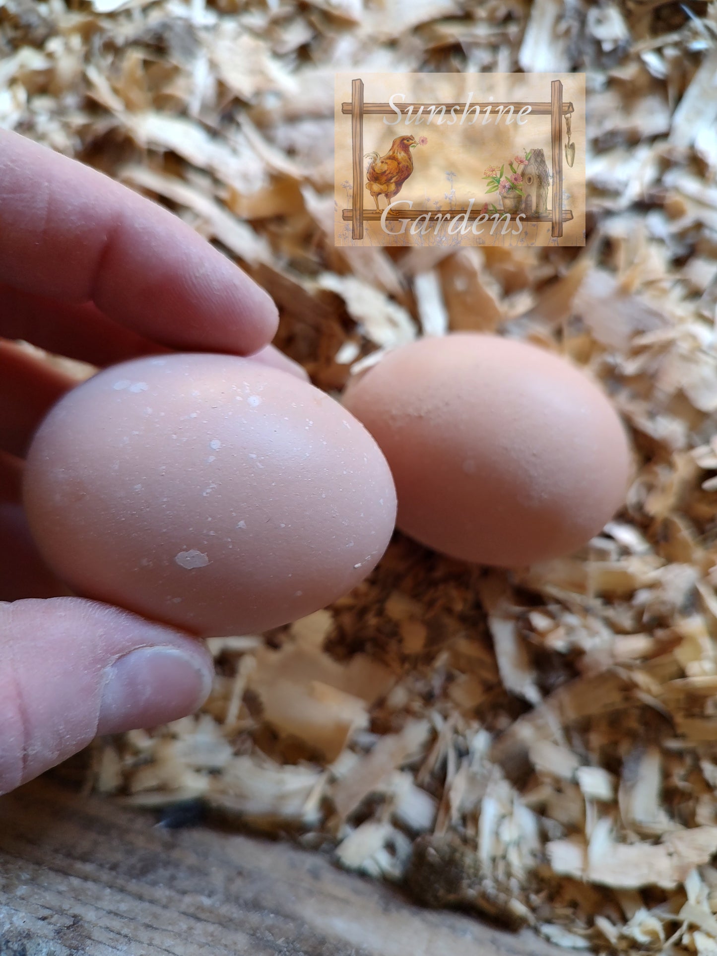 Christopher Lynn Easter Eggers (CLEE) - 12 Hatching Eggs*
