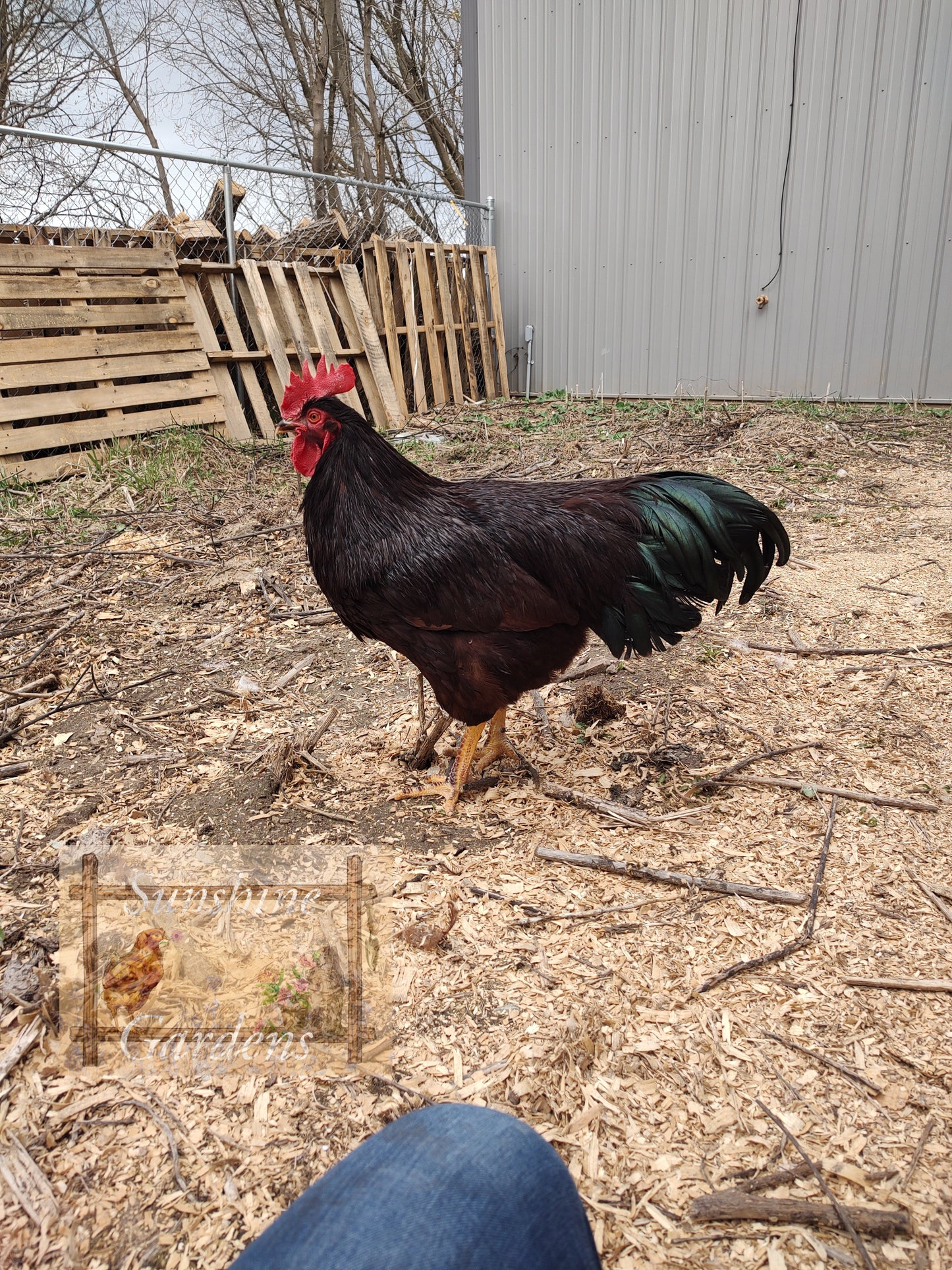 Heritage Rhode Island Red Cockerel
