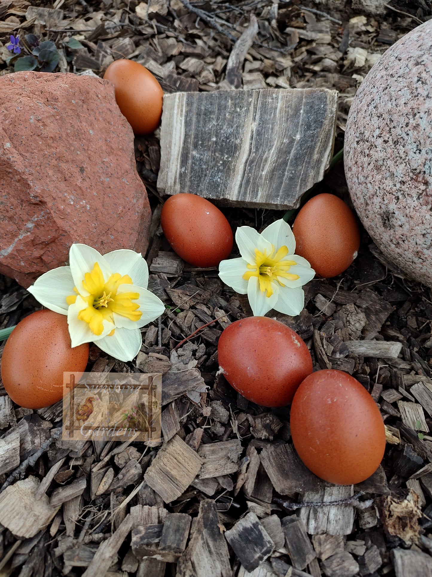 Black Tailed Red Marans - 6 Hatching Eggs*