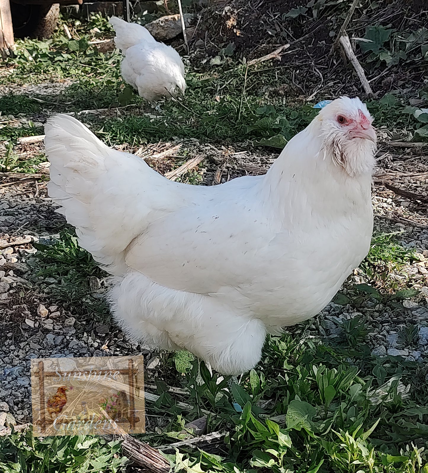 White Ameraucanas - Straight Run ONLY