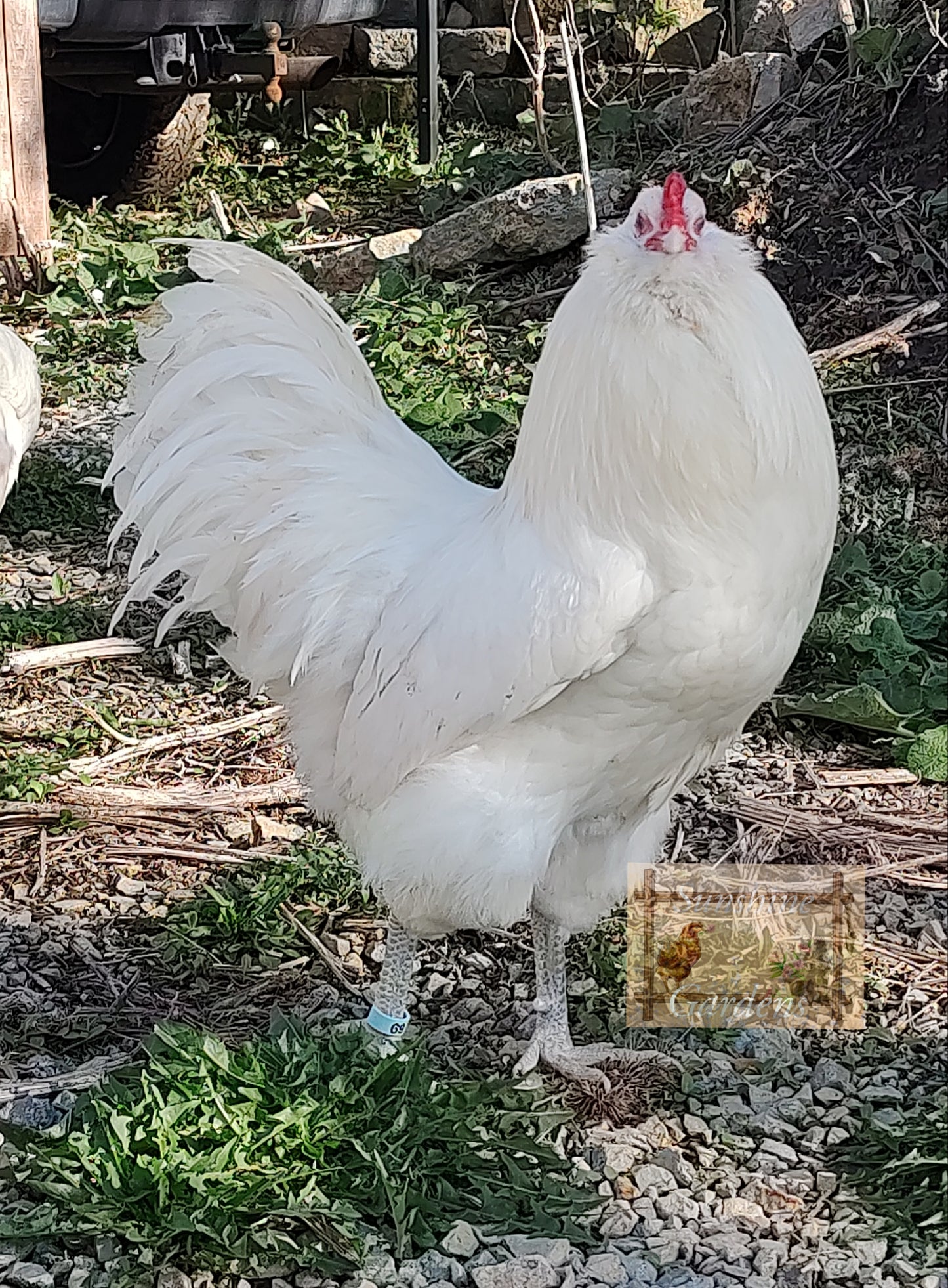 White Ameraucanas - Straight Run ONLY