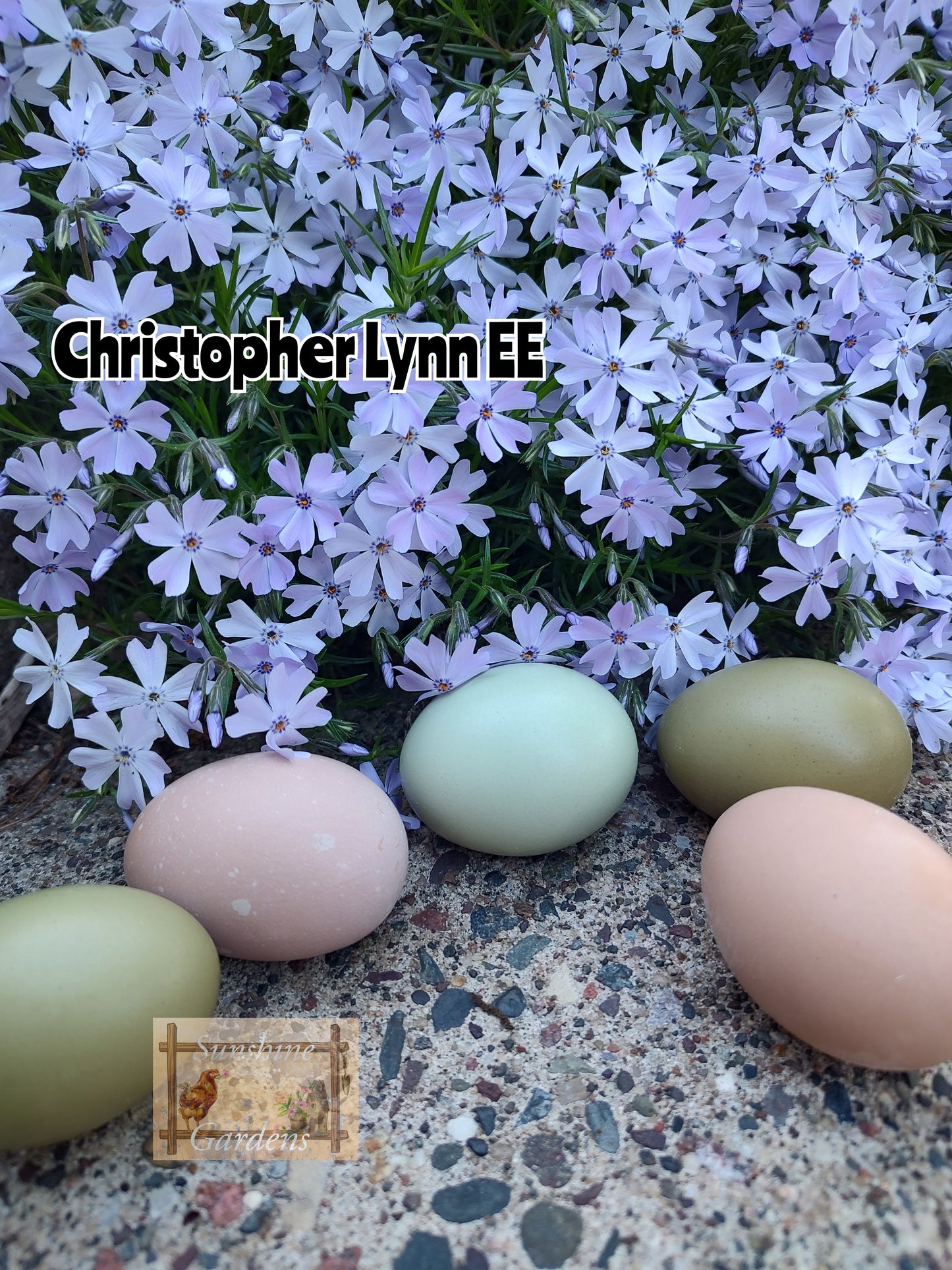 Christopher Lynn Easter Eggers (CLEE) - Straight run ONLY*