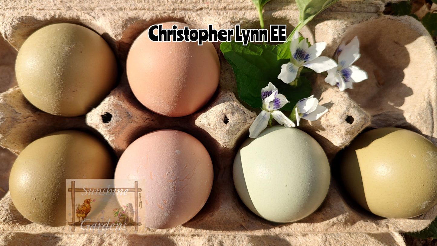 Christopher Lynn Easter Eggers (CLEE) - Straight run ONLY*