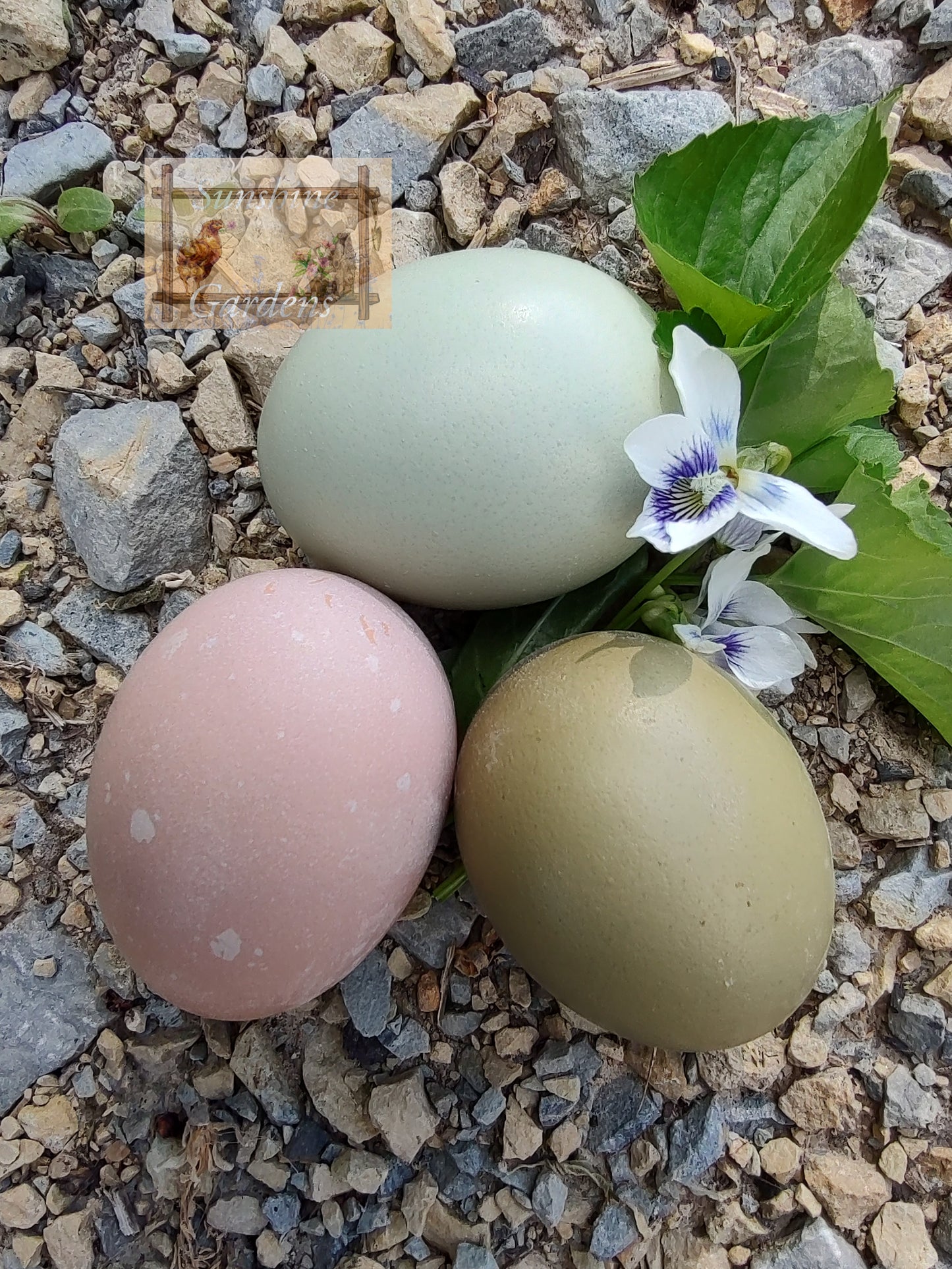 Christopher Lynn Rainbow Eggers (CLRE) - 12 Hatching Eggs*
