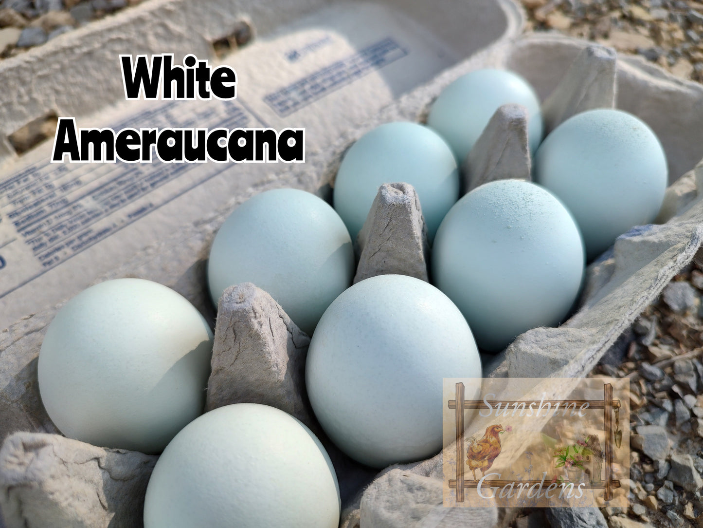 White Ameraucanas - Straight Run ONLY