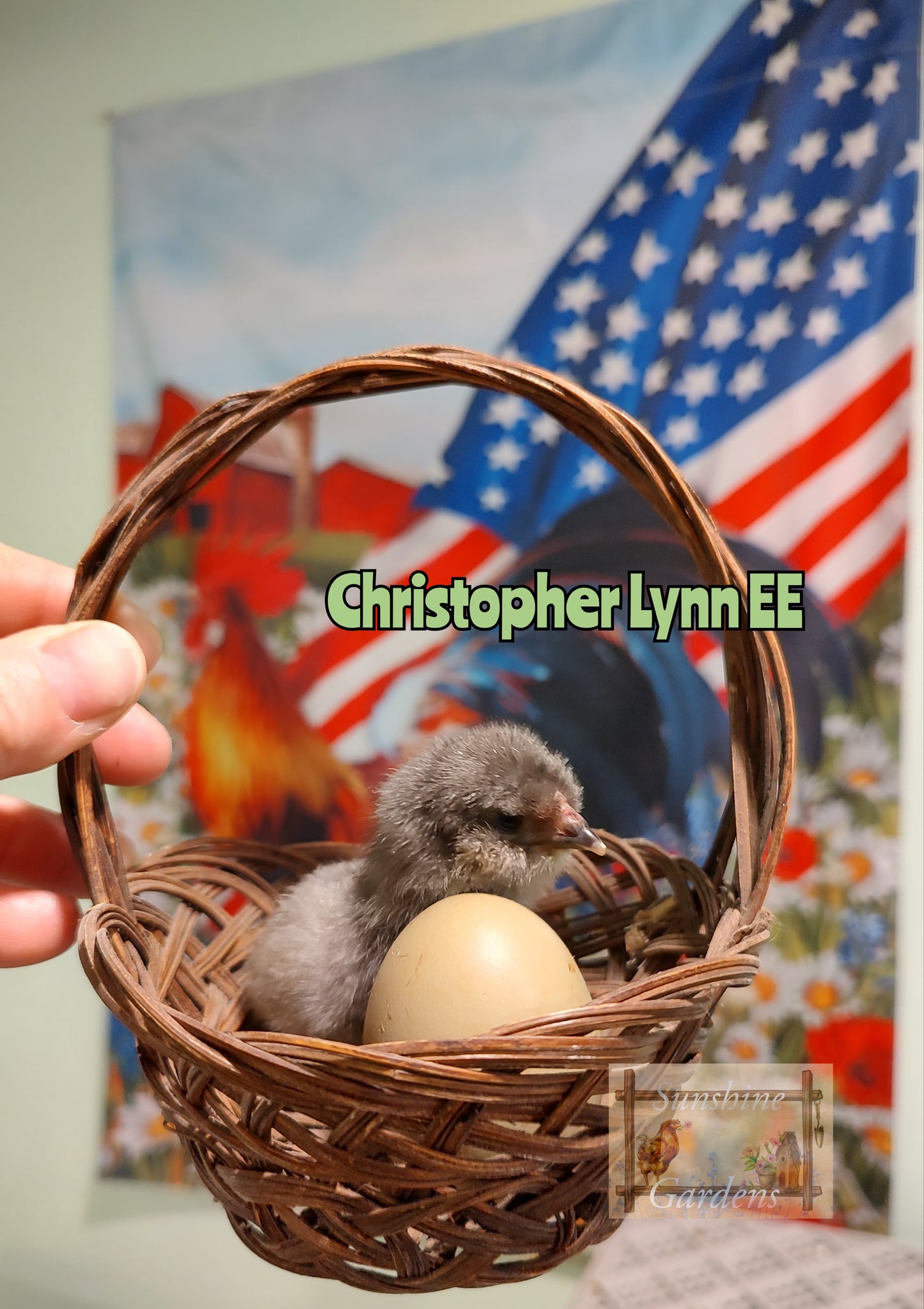 Christopher Lynn Easter Eggers (CLEE) - Straight run ONLY*