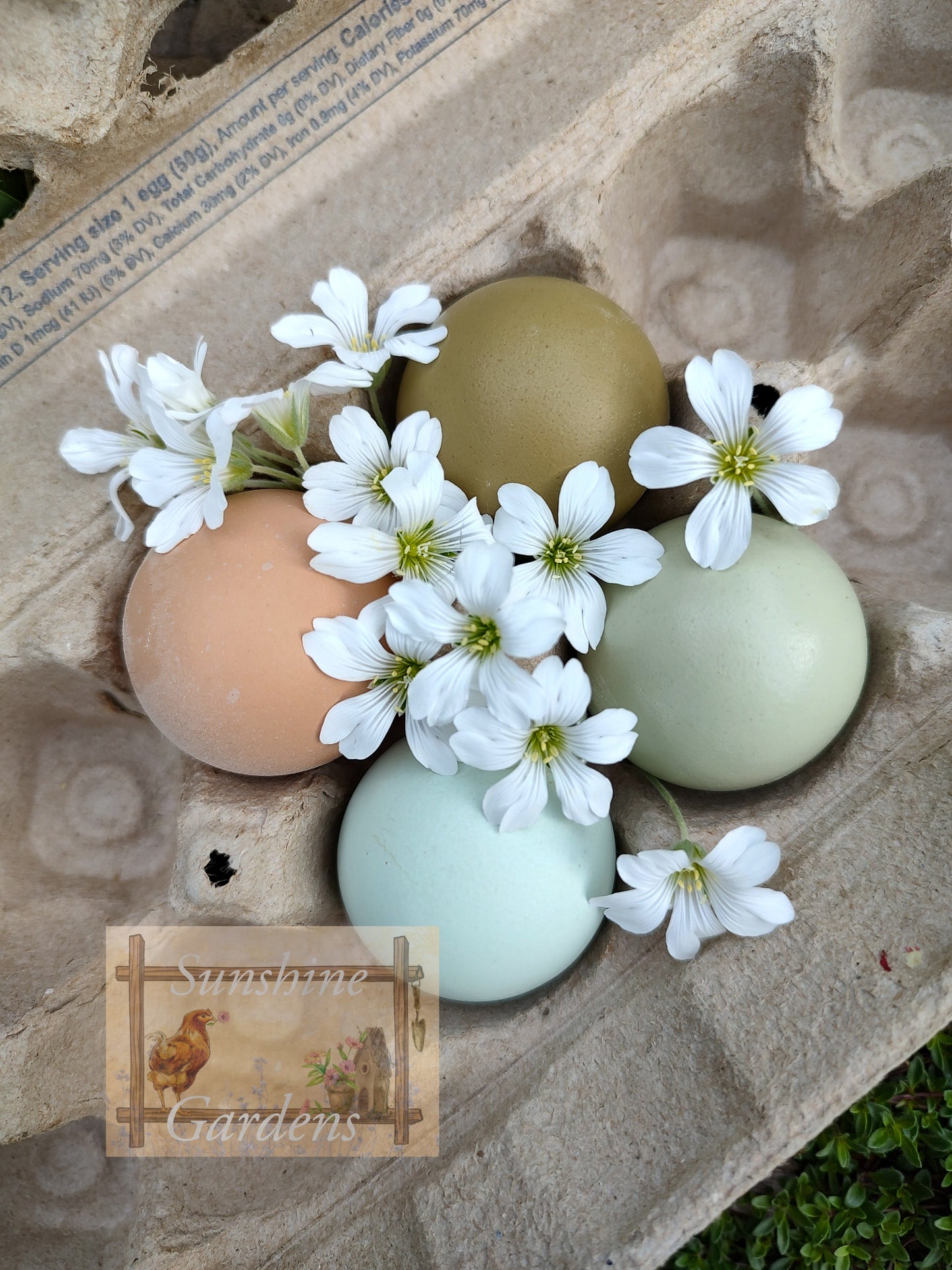Christopher Lynn Easter Eggers (CLEE) - Straight run ONLY*