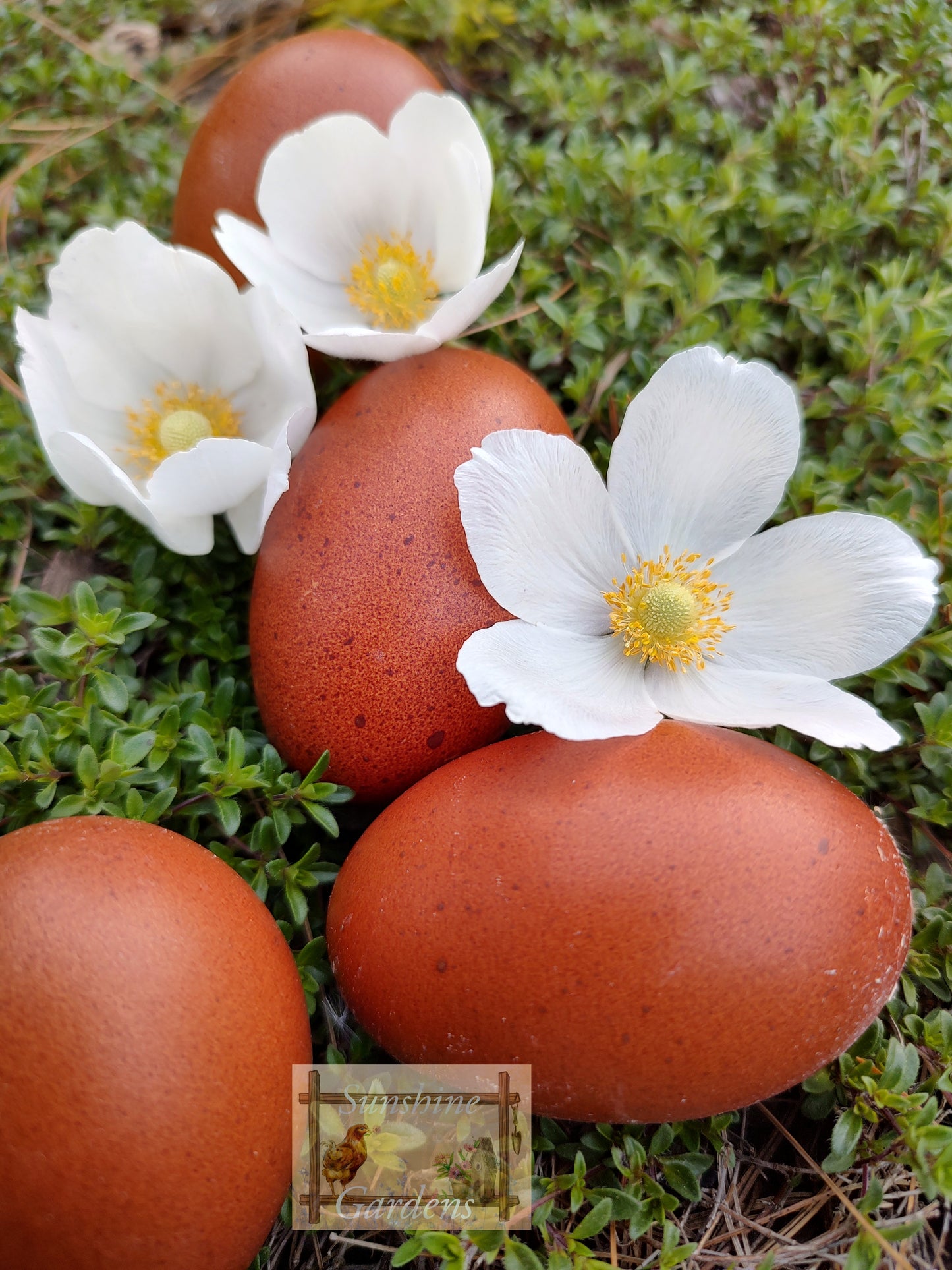 Black tailed red Marans - Pullet - 8 week old