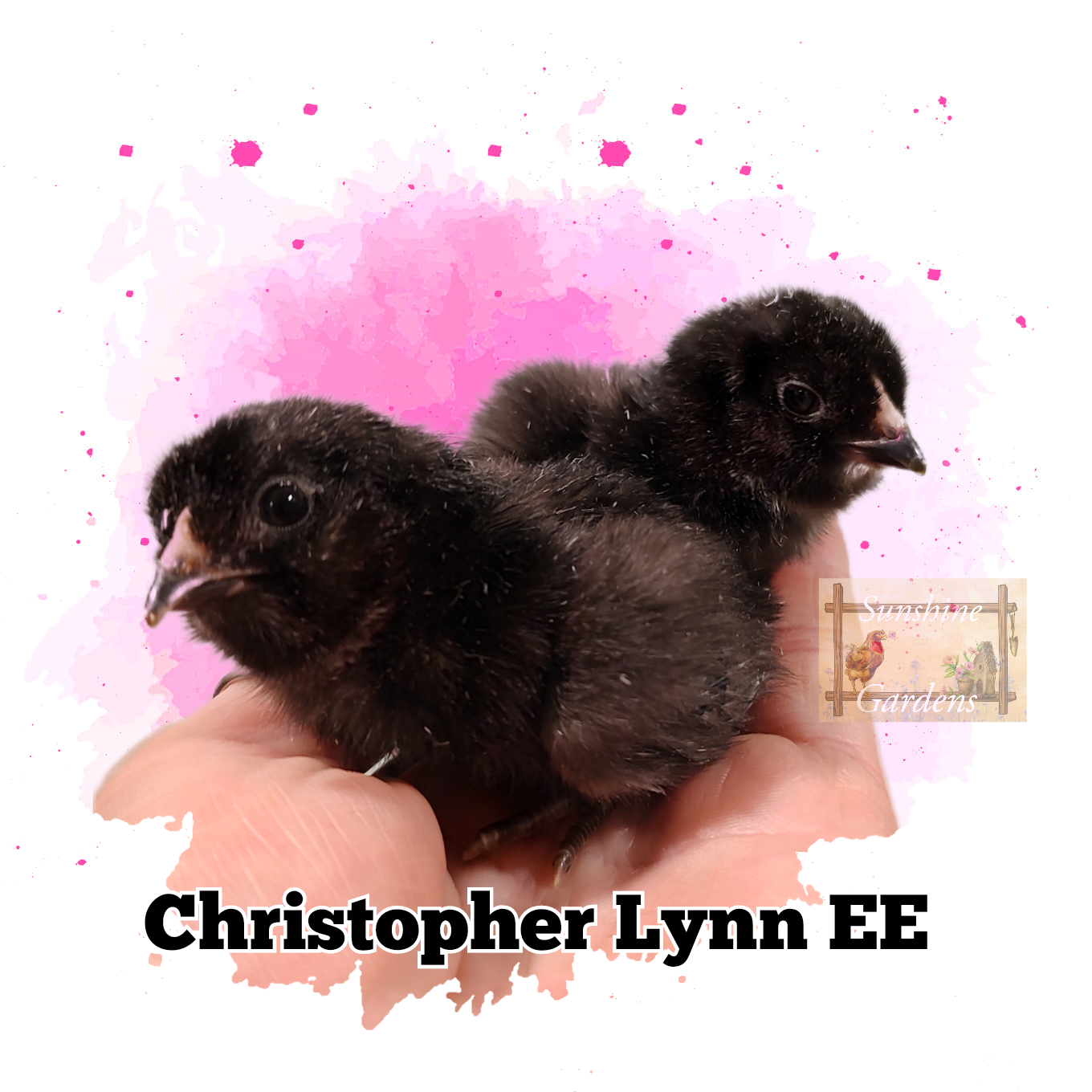 Christopher Lynn Easter Eggers (CLEE) - 12 Hatching Eggs*