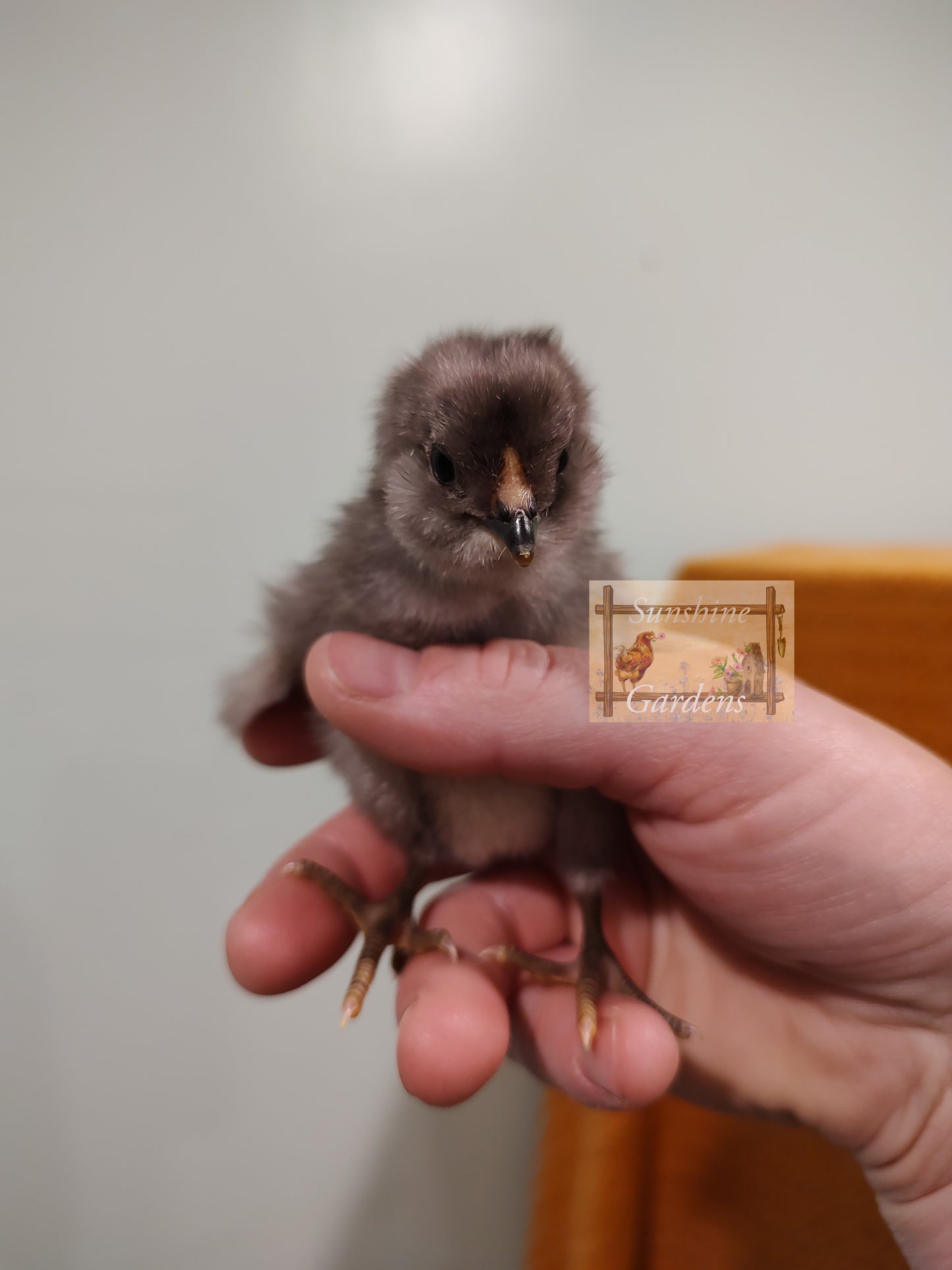 Christopher Lynn Easter Eggers (CLEE) - 12 Hatching Eggs*
