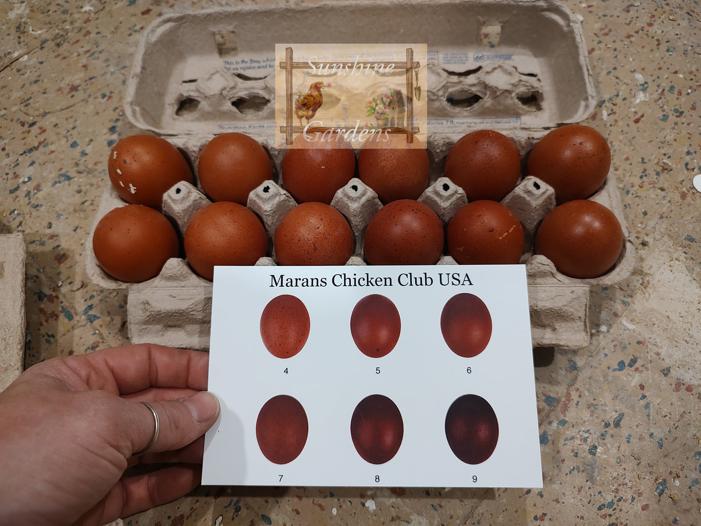 Black Tailed Red Marans - 12 Hatching Eggs*