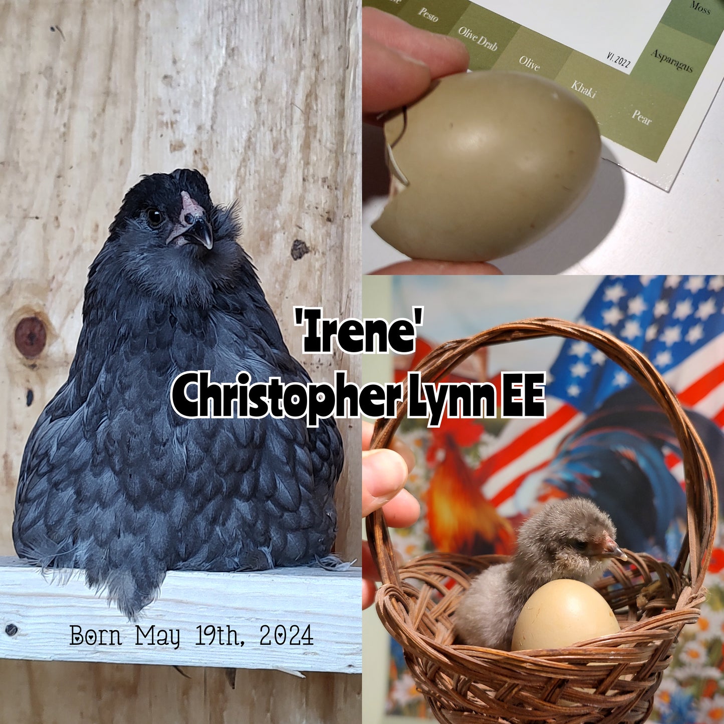 Christopher Lynn Easter Eggers (CLEE) - Straight run ONLY*