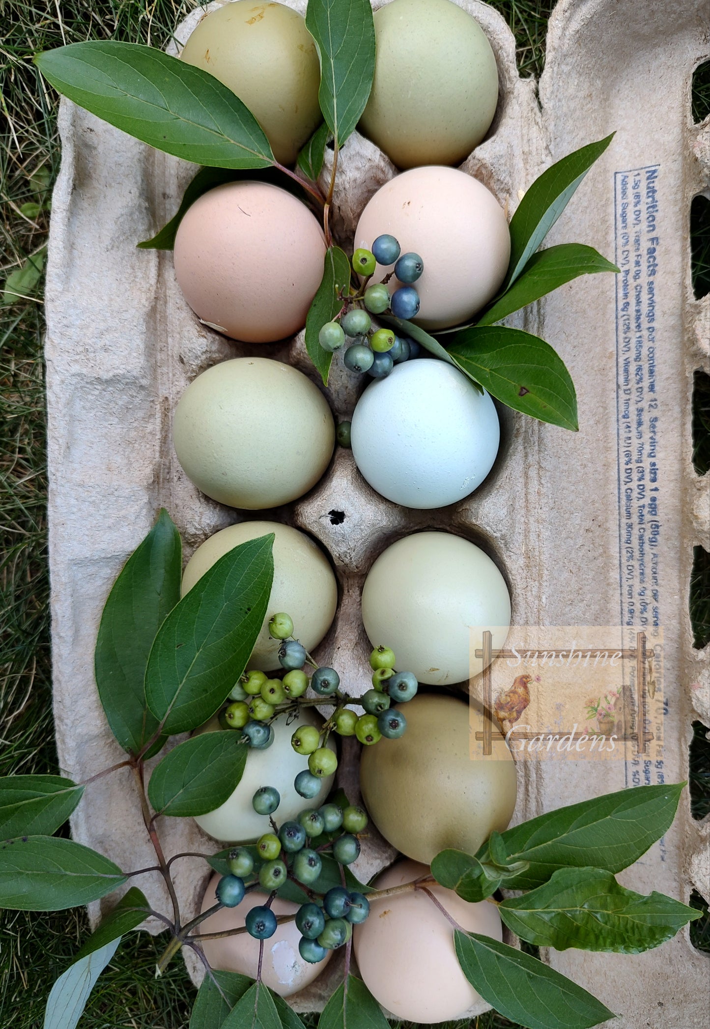 Christopher Lynn Easter Eggers - Pullet -8 week old