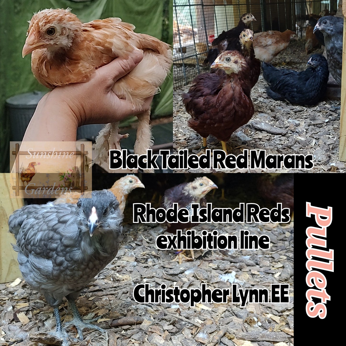 6-8 week old Pullets