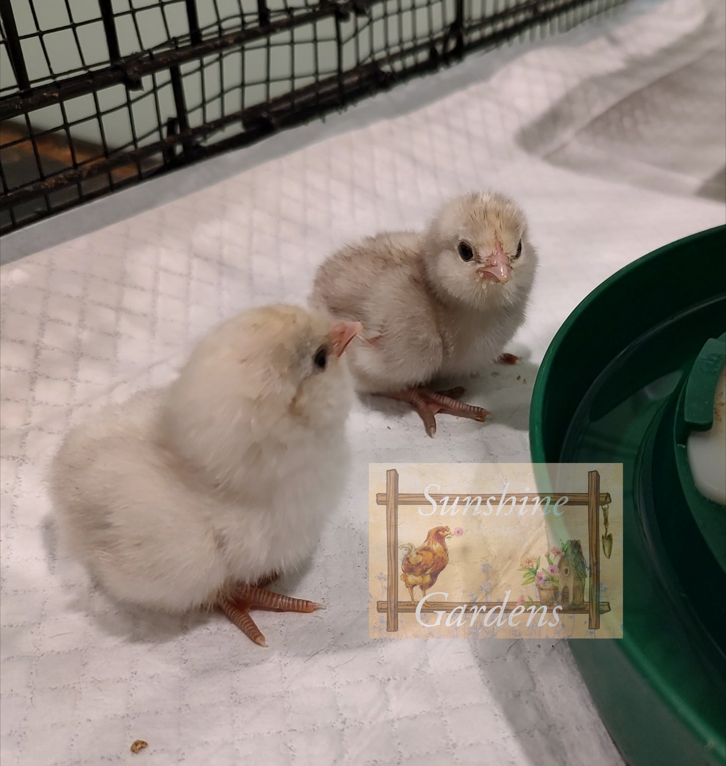 White Ameraucanas - Straight Run ONLY