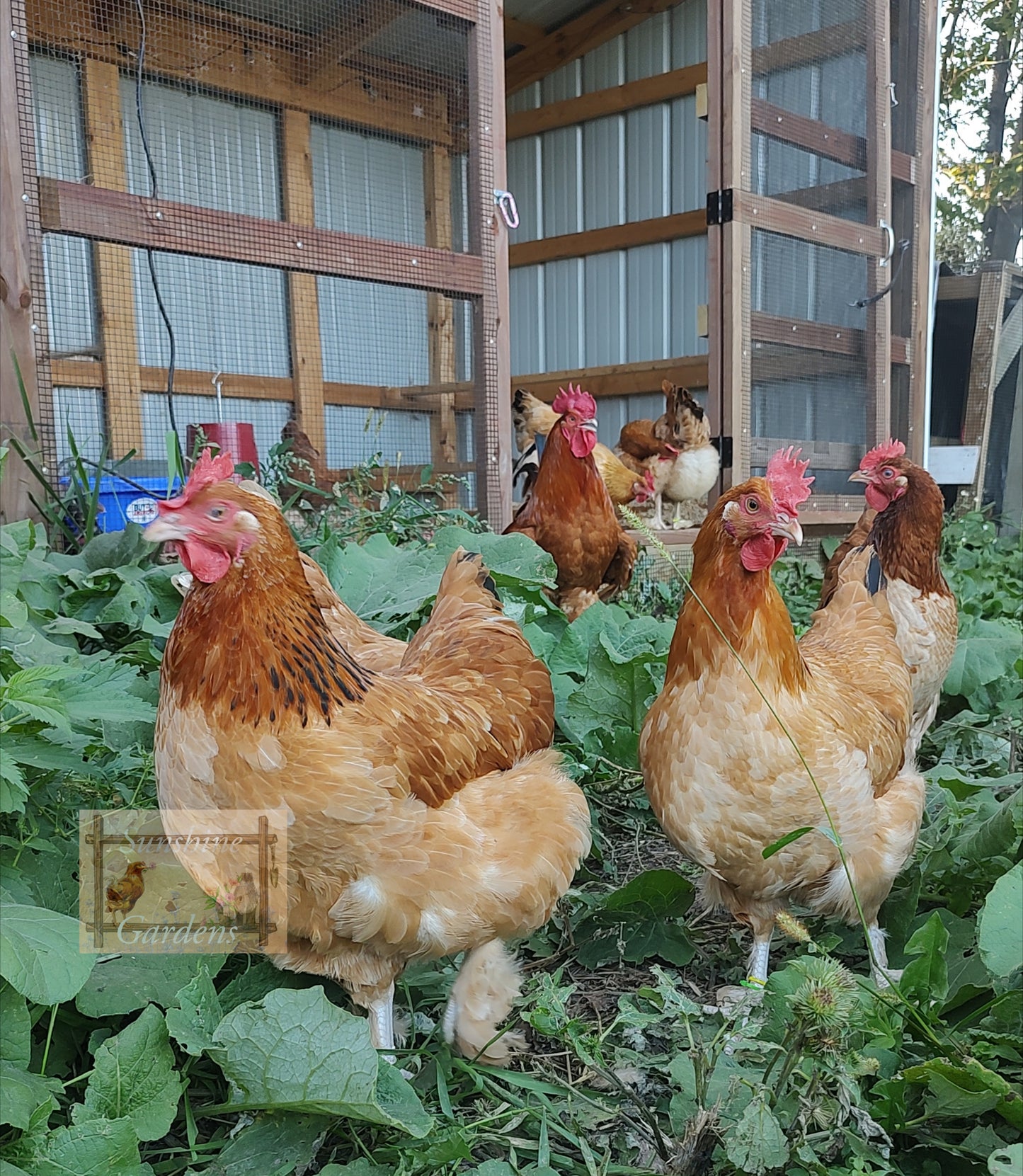 Black tailed red Marans - Pullet - 8 week old