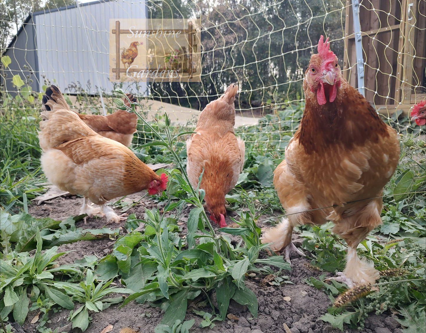 Black tailed red Marans - Pullet - 8 week old