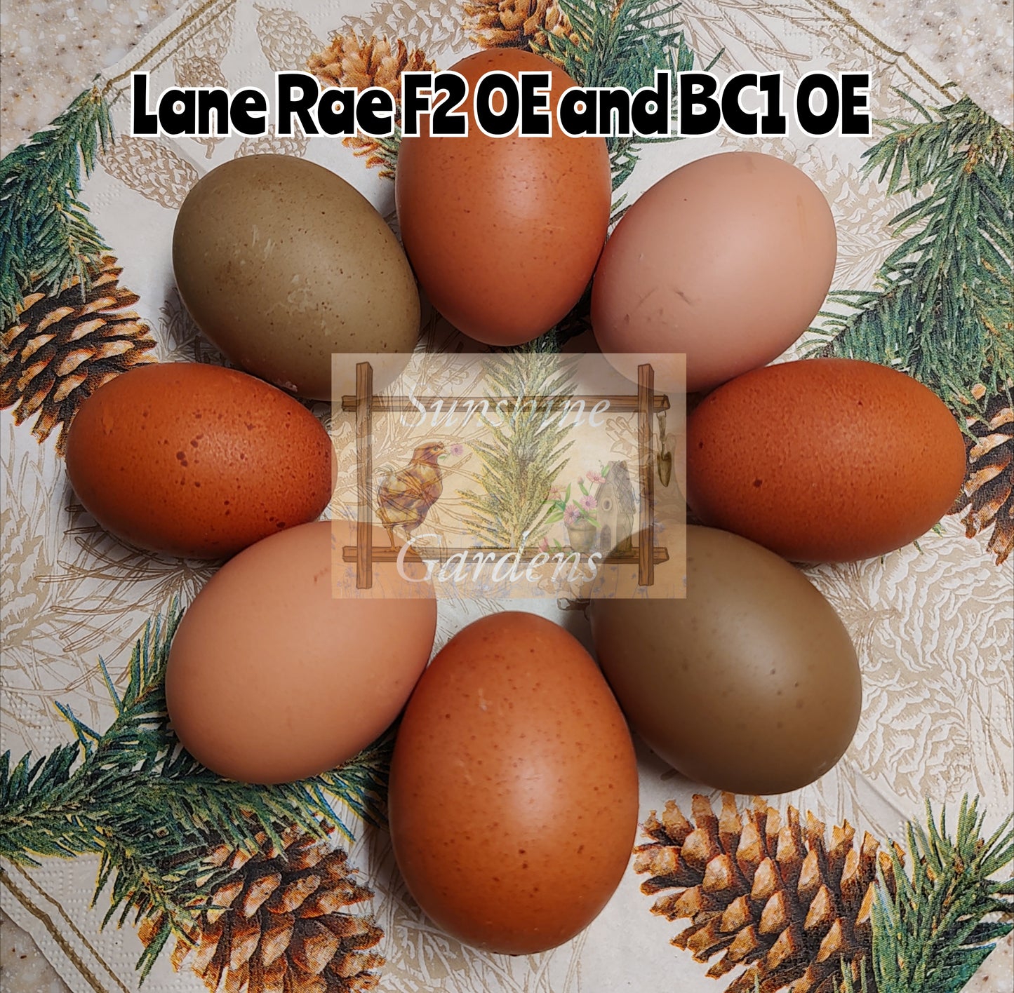 Lane Rae Olive Eggers (LROE) - Multi-generation - 6 Hatching Eggs*
