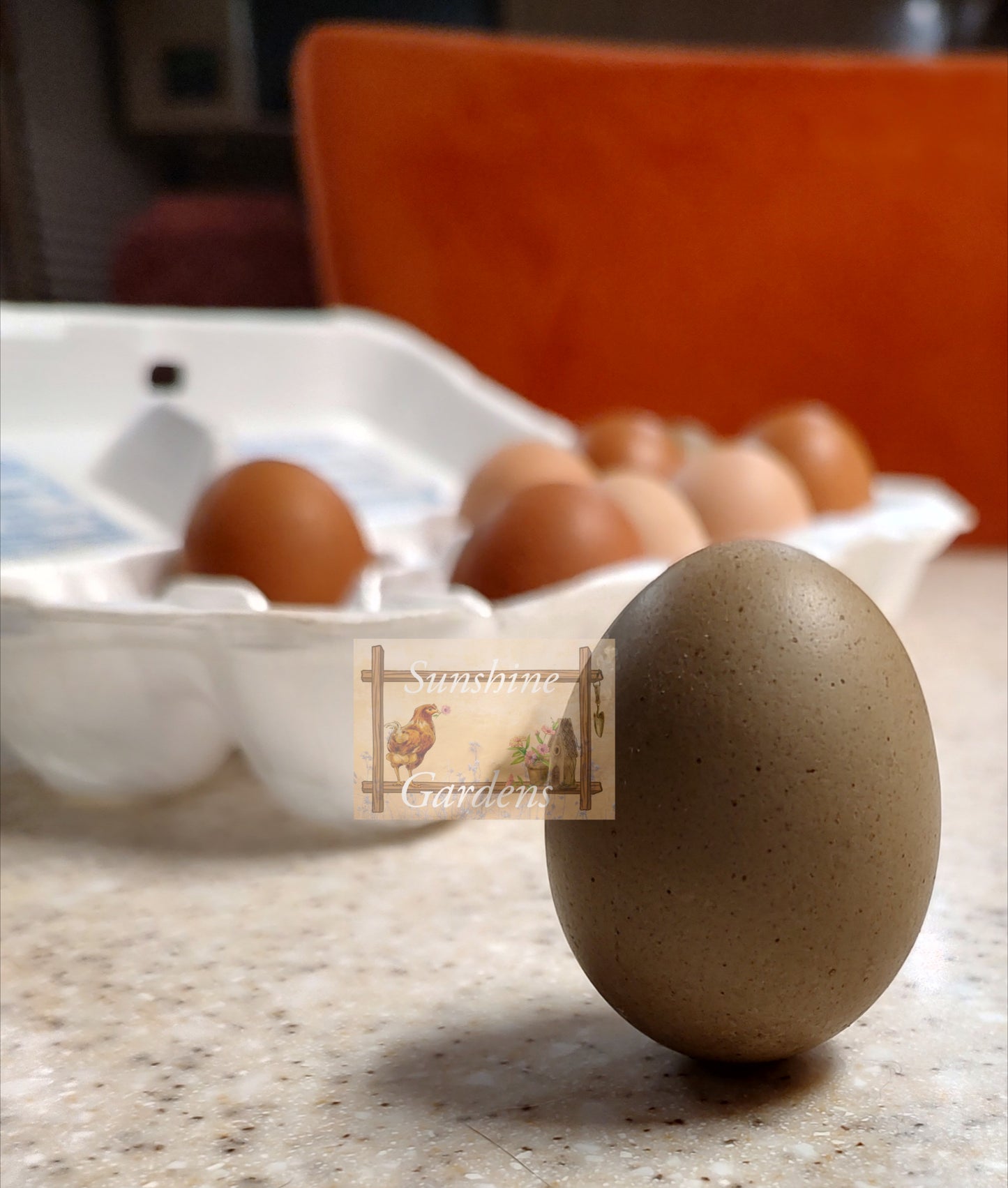 Lane Rae Olive Eggers (LROE) - Multi-generation - 6 Hatching Eggs*