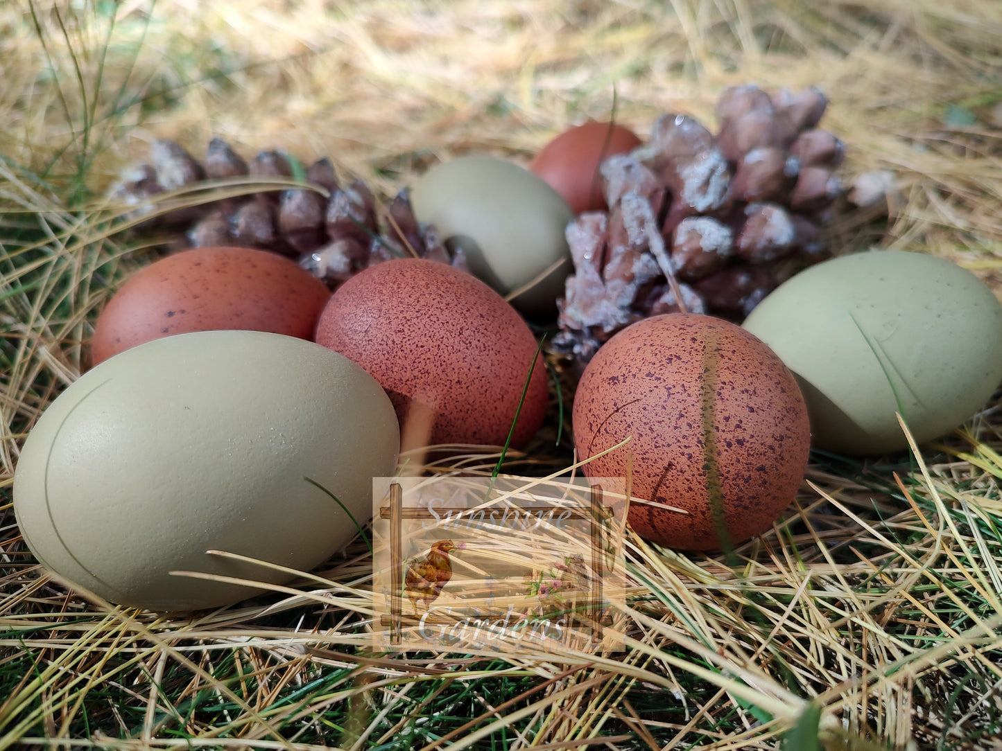 Lane Rae Olive Eggers (LROE) - Multi-generation - 6 Hatching Eggs*