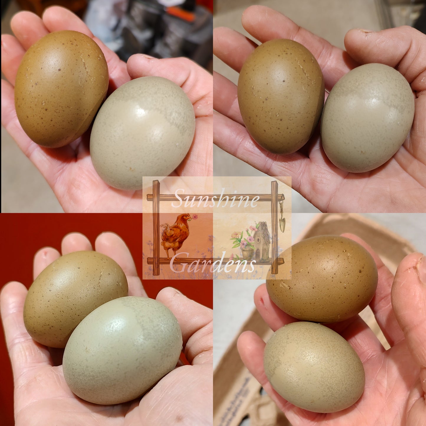 Lane Rae Olive Eggers (LROE) multi-generation - 12 Hatching Eggs*