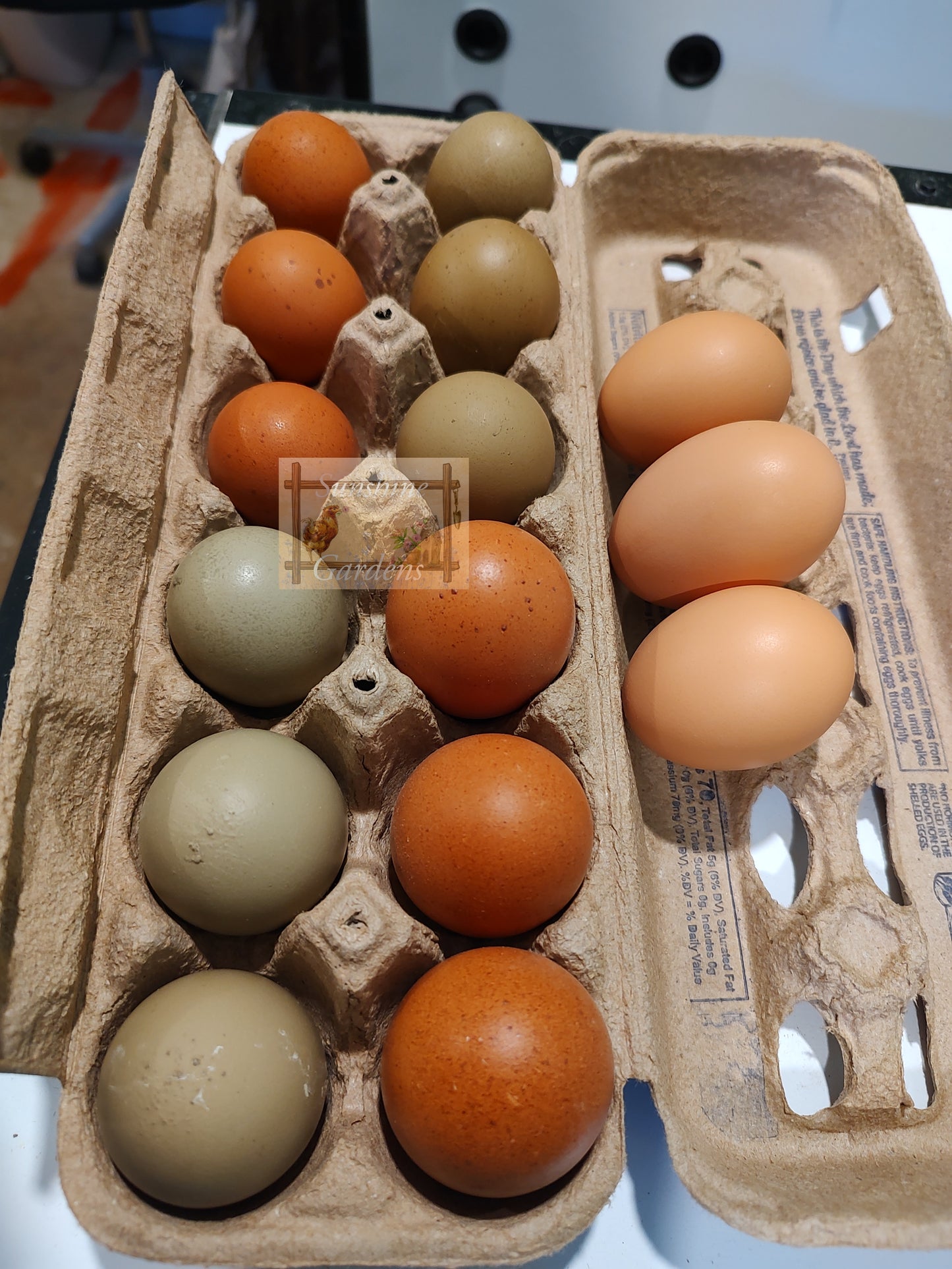 Lane Rae Olive Eggers (LROE) - Multi-generation - 6 Hatching Eggs*