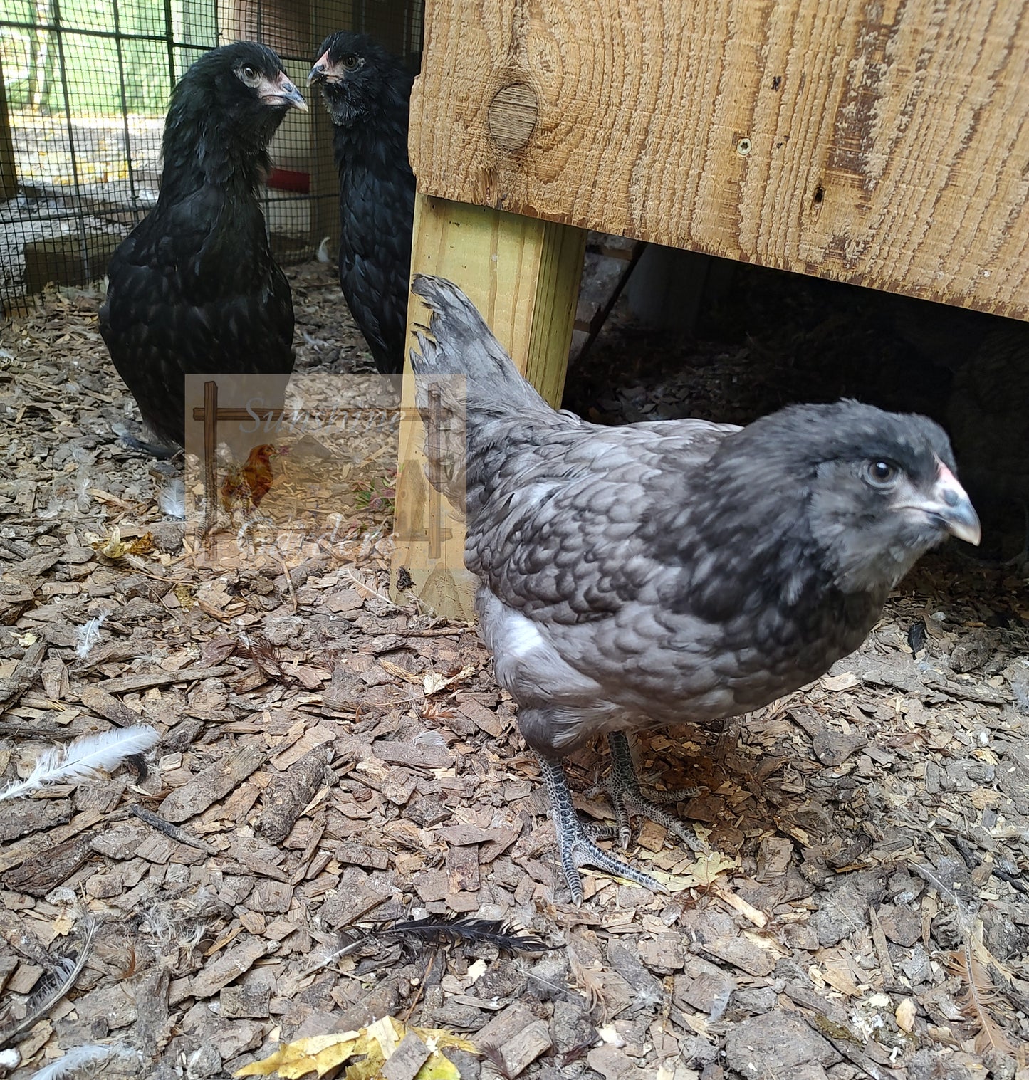 Christopher Lynn Easter Eggers - Pullet -8 week old