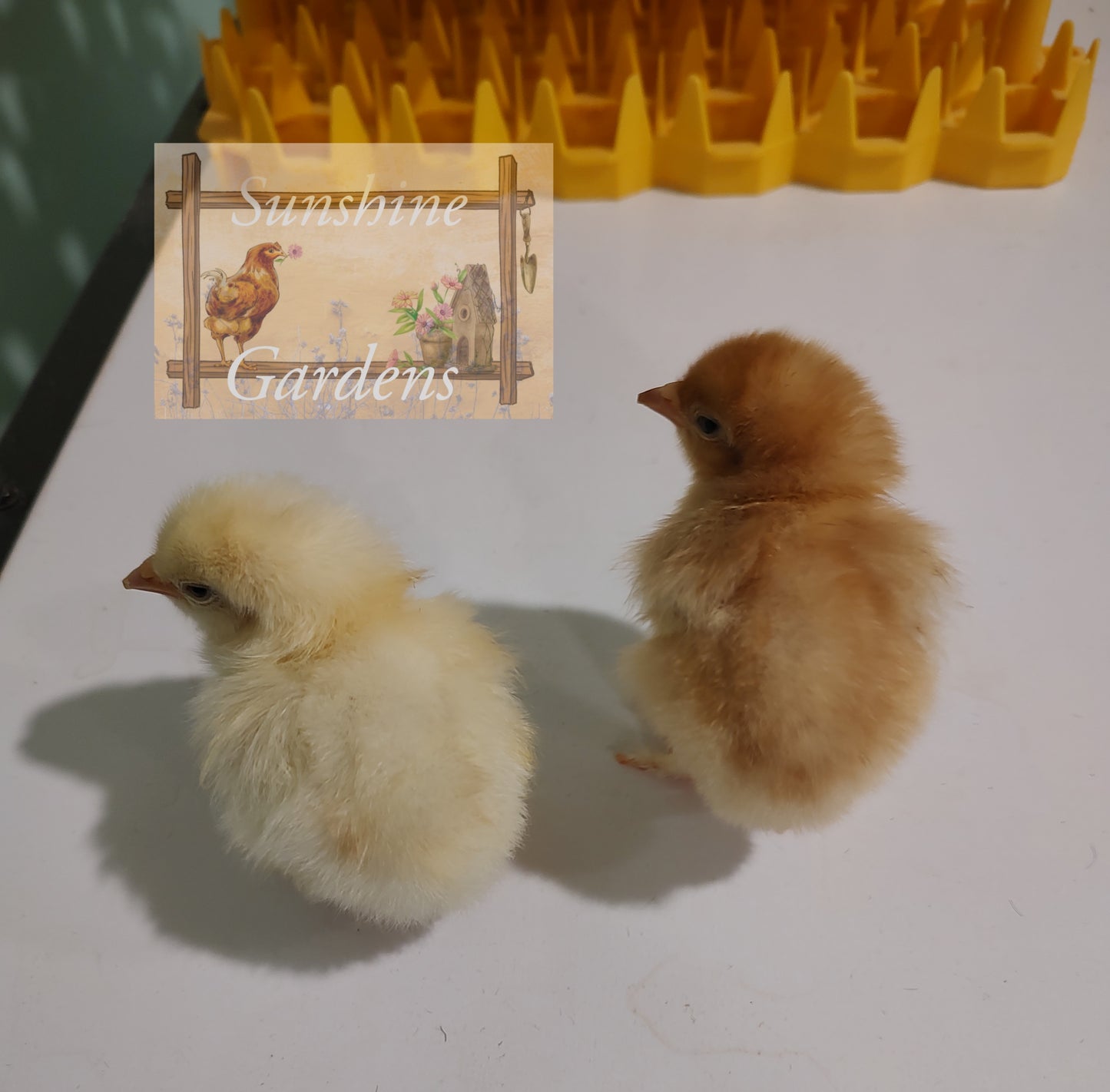 Black Tailed Red Marans - 6 Hatching Eggs*
