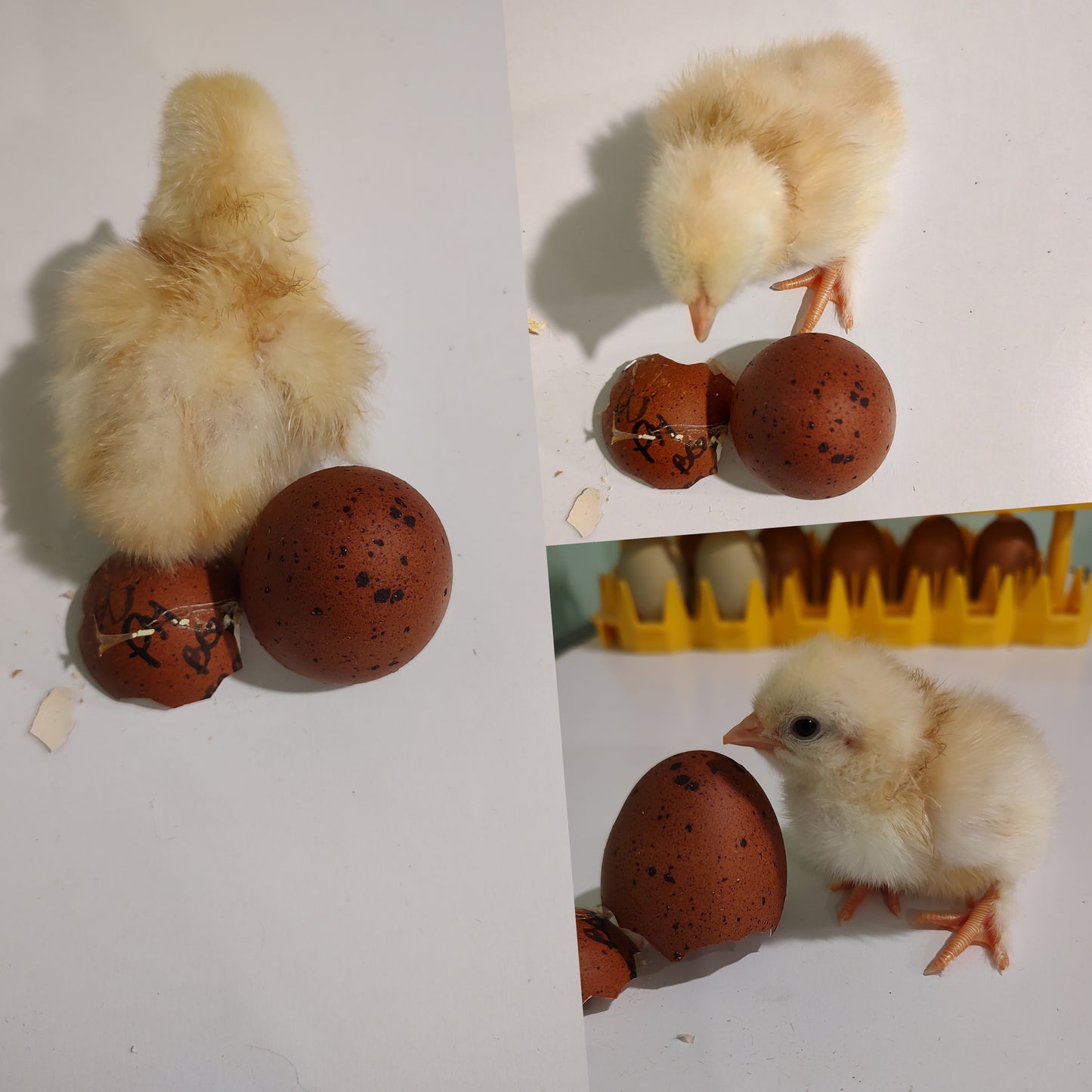 Black Tailed Red Marans - 6 Hatching Eggs*