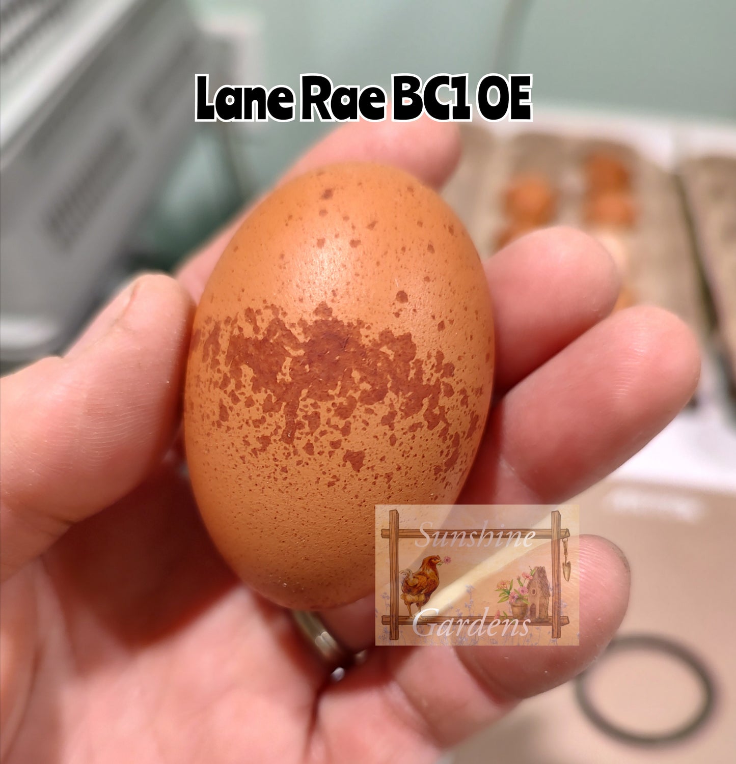 Lane Rae Olive Eggers (LROE) - Multi-generation - 6 Hatching Eggs*