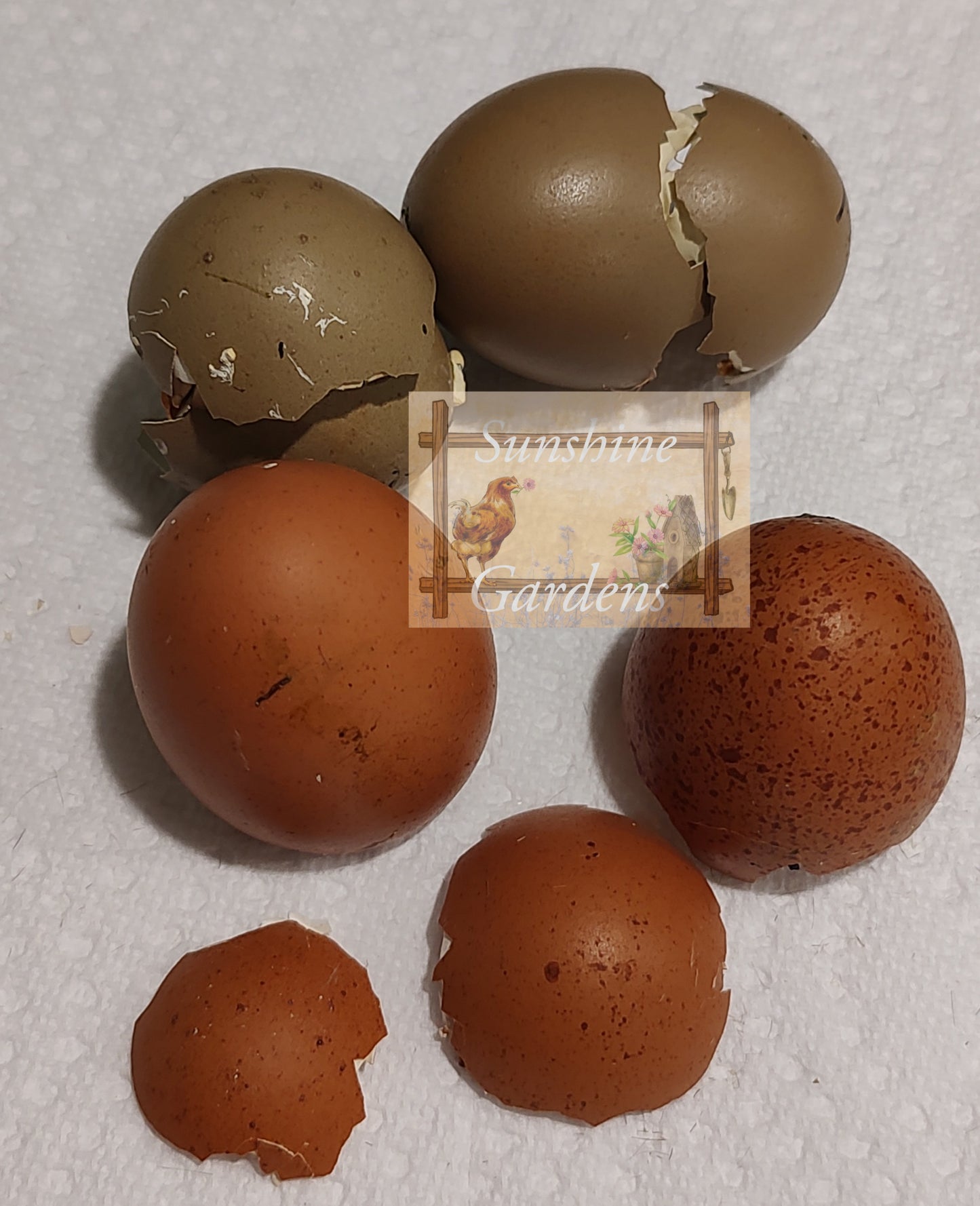 Lane Rae Olive Eggers (LROE) - Multi-generation - 6 Hatching Eggs*