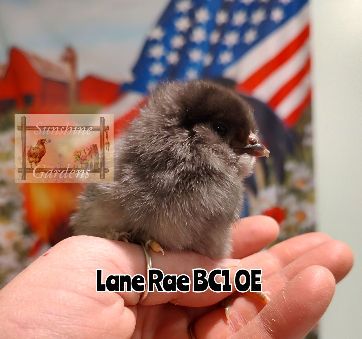 Lane Rae Olive Eggers (LROE) - Multi-generation - 6 Hatching Eggs*