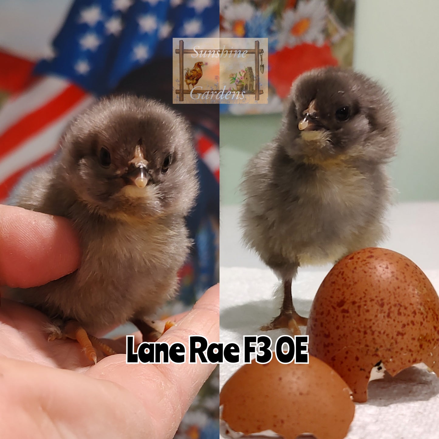 Lane Rae Olive Eggers (LROE) - Multi-generation - 6 Hatching Eggs*