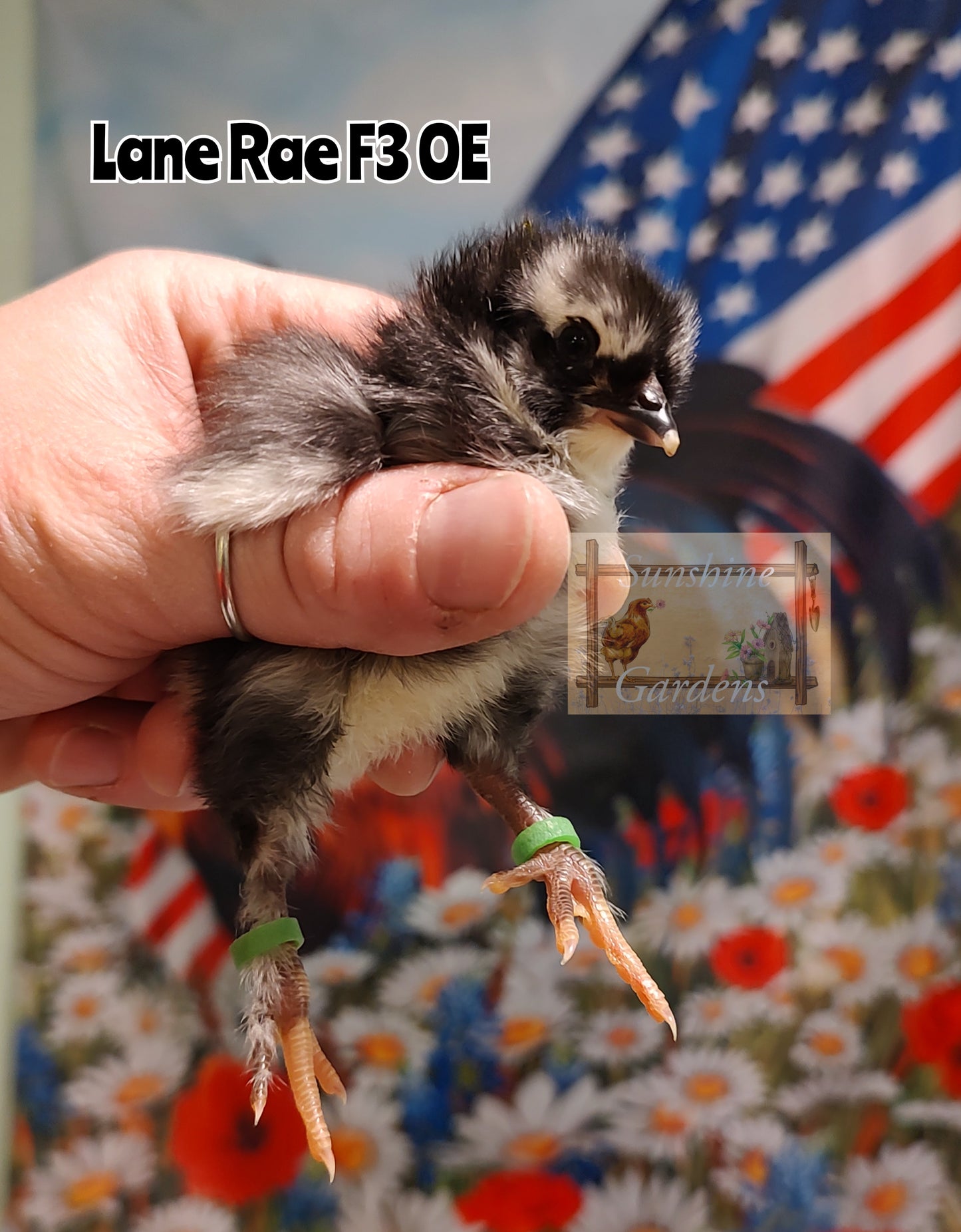 Lane Rae Olive Eggers (LROE) - Multi-generation - 6 Hatching Eggs*