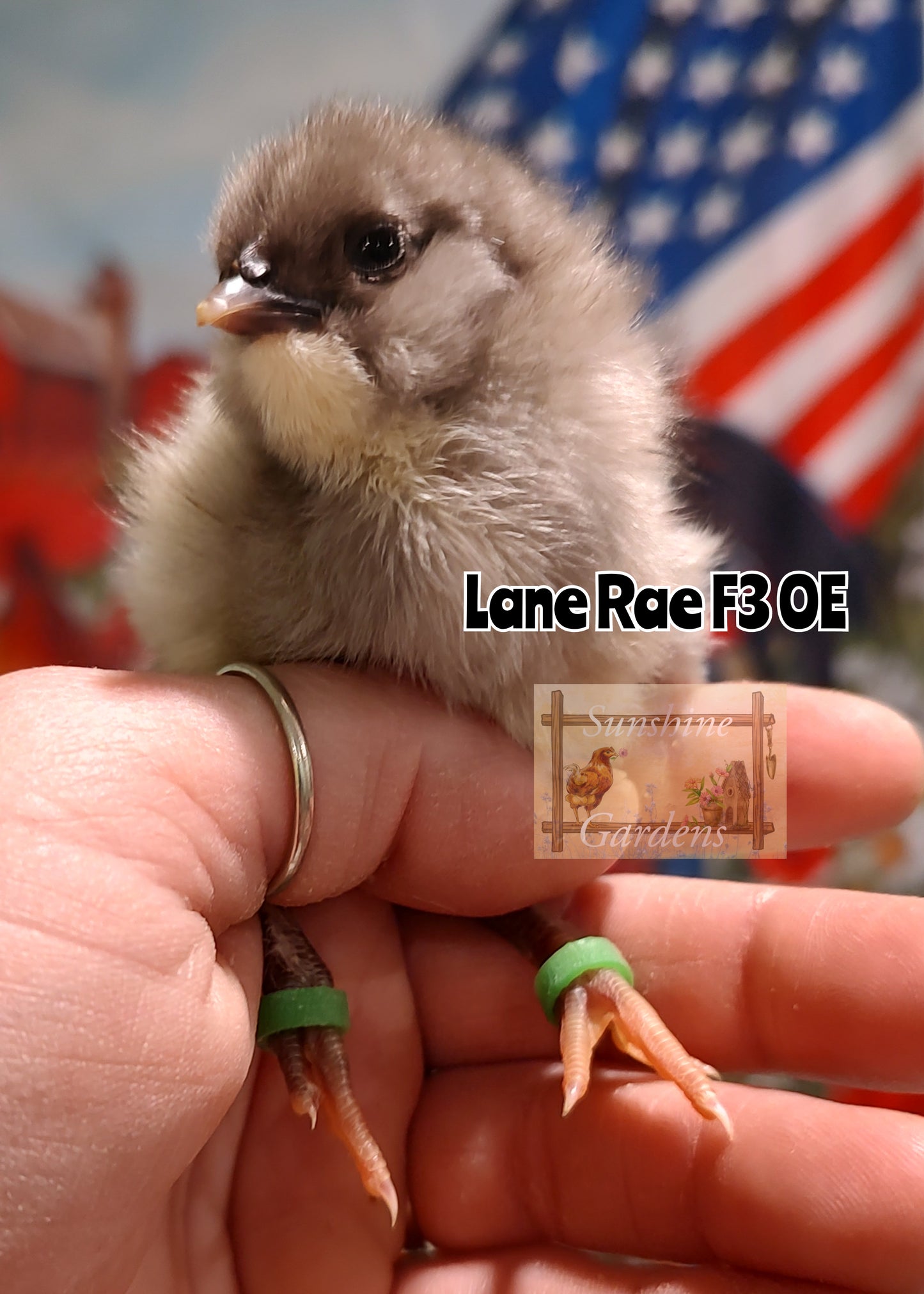 Lane Rae Olive Eggers (LROE) - Multi-generation - 6 Hatching Eggs*