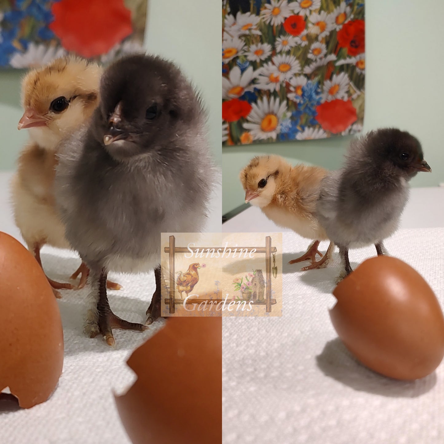Lane Rae Olive Eggers (LROE) - Multi-generation - 6 Hatching Eggs*