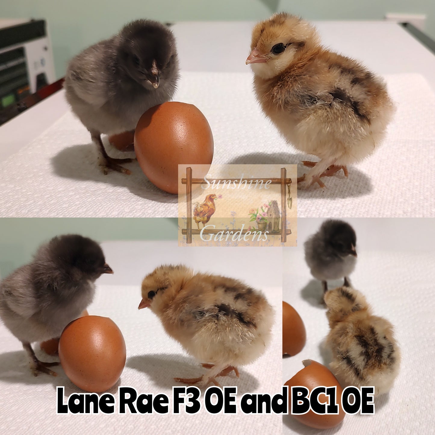 Lane Rae Olive Eggers (LROE) - Multi-generation - 6 Hatching Eggs*