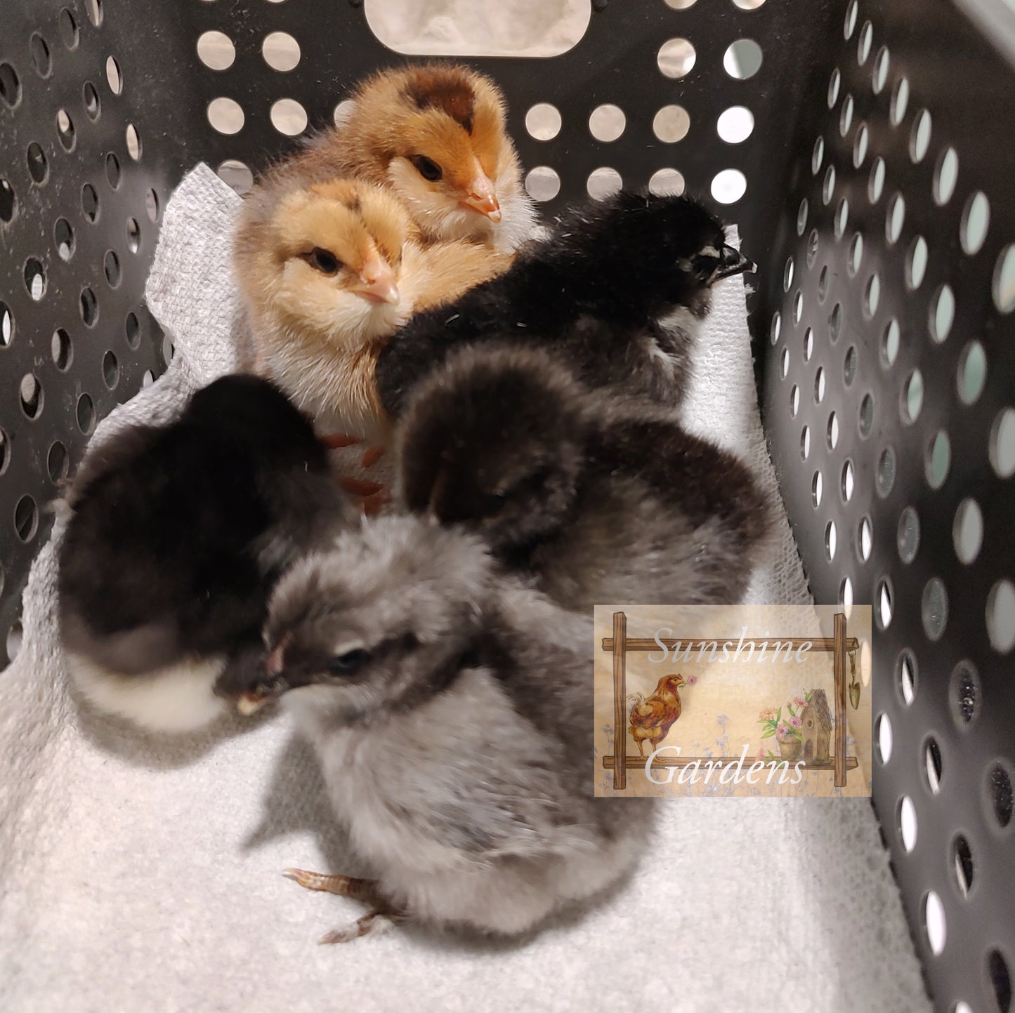 Lane Rae Olive Eggers (LROE) - Multi-generation - 6 Hatching Eggs*