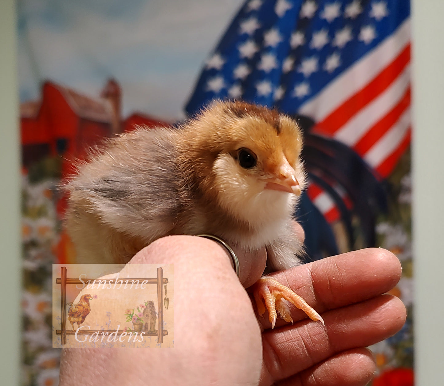 Lane Rae Olive Eggers (LROE) - Multi-generation - 6 Hatching Eggs*