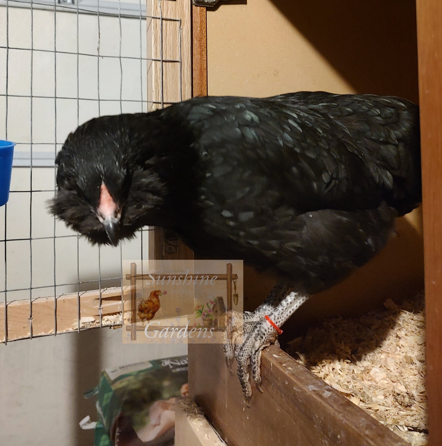 Christopher Lynn Easter Eggers - Pullet -8 week old