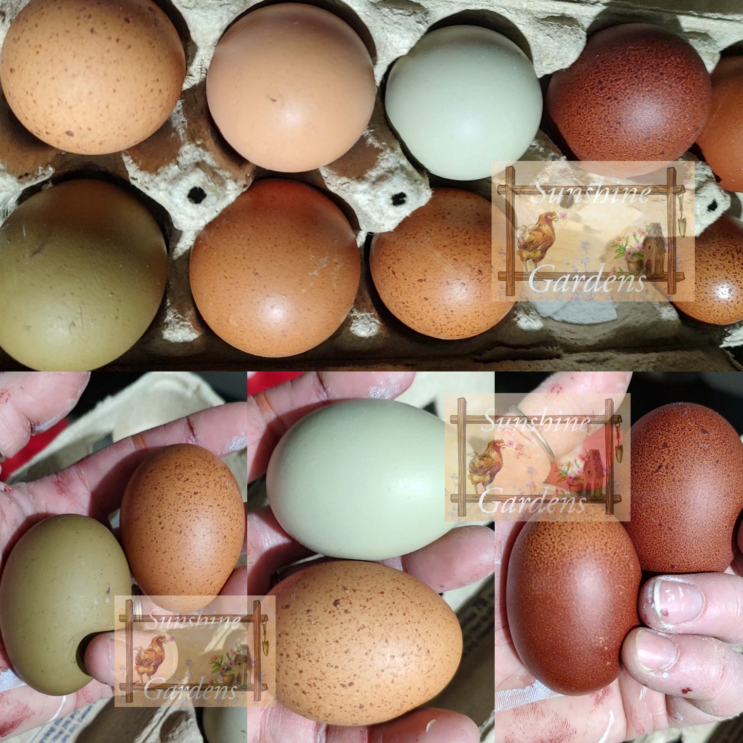 Rainbow Dozen - 12 Hatching Eggs*