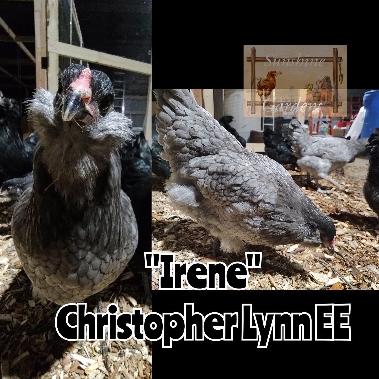 Christopher Lynn Easter Eggers - Pullet -8 week old