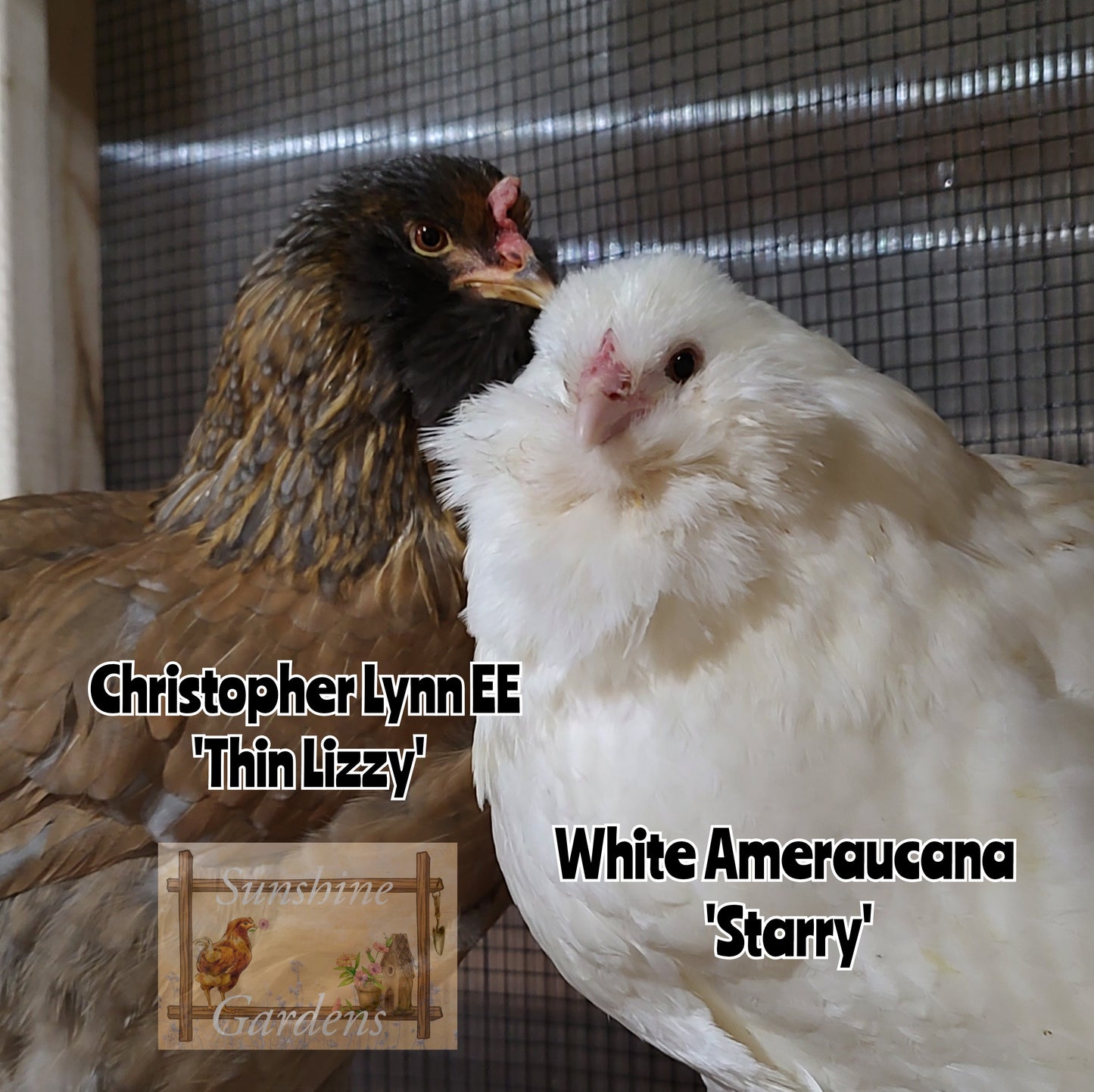 White Ameraucanas - Straight Run ONLY