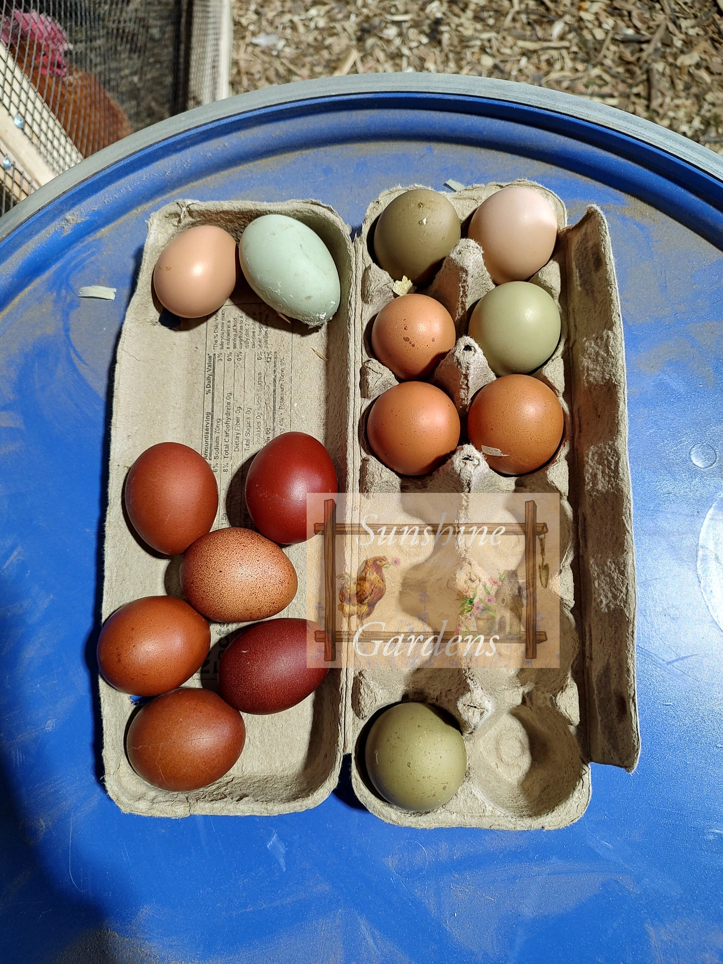 Rainbow Dozen - 12 Hatching Eggs*