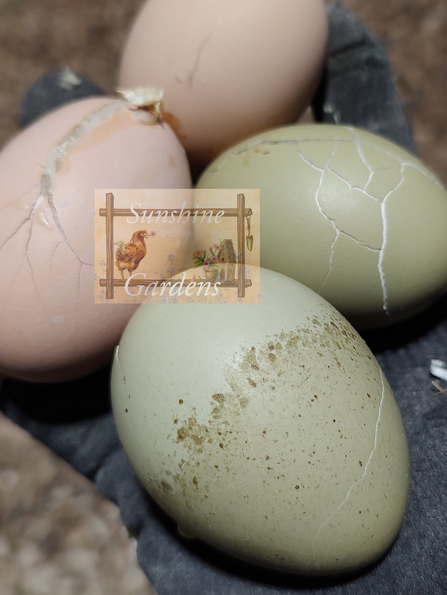 Christopher Lynn Easter Eggers (CLEE) - Straight run ONLY*