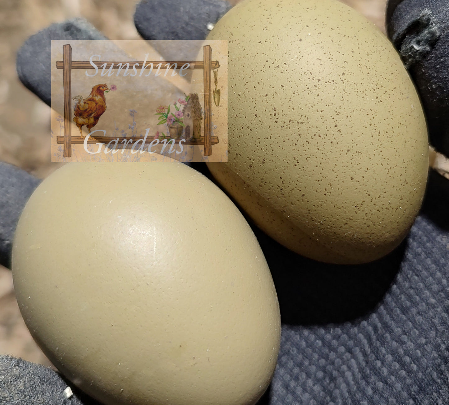 Lane Rae F1 Olive Eggers (LROE) - Straight run ONLY*