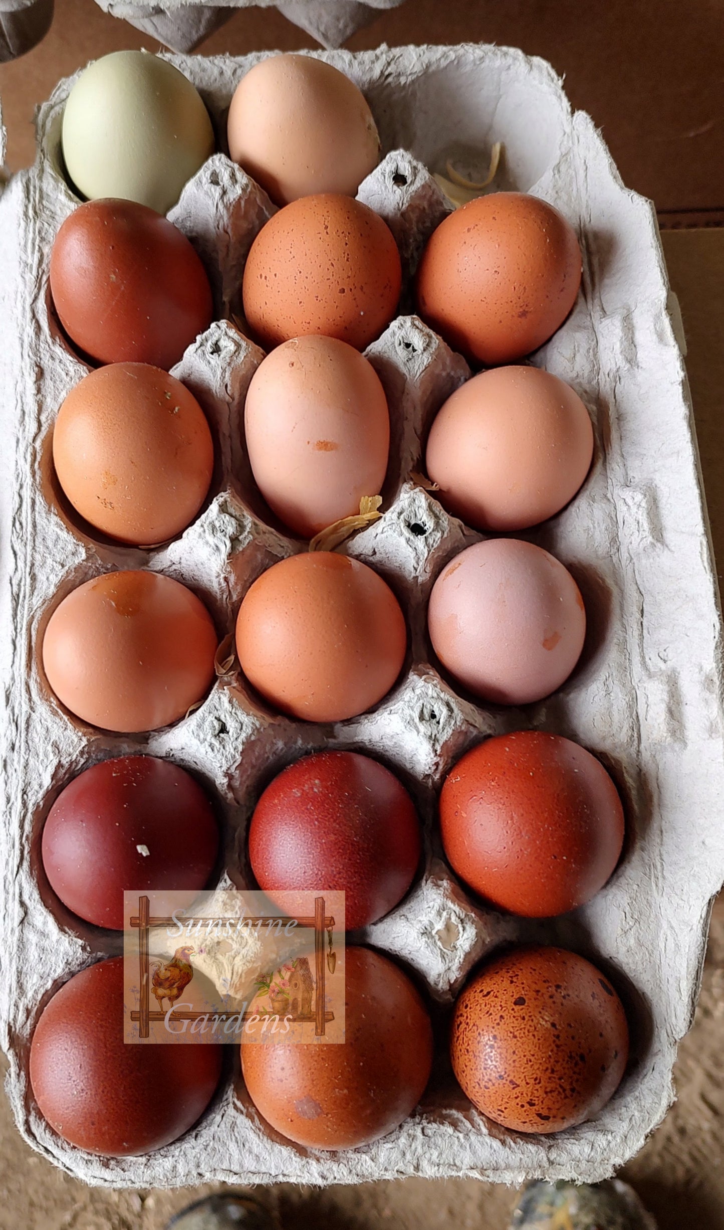 Rainbow Dozen - 12 Hatching Eggs*