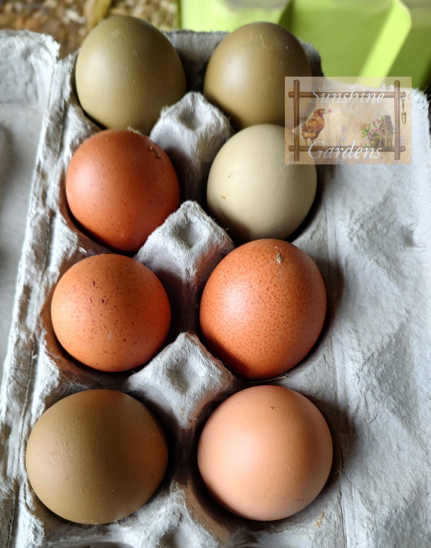 Rainbow Dozen - 12 Hatching Eggs*