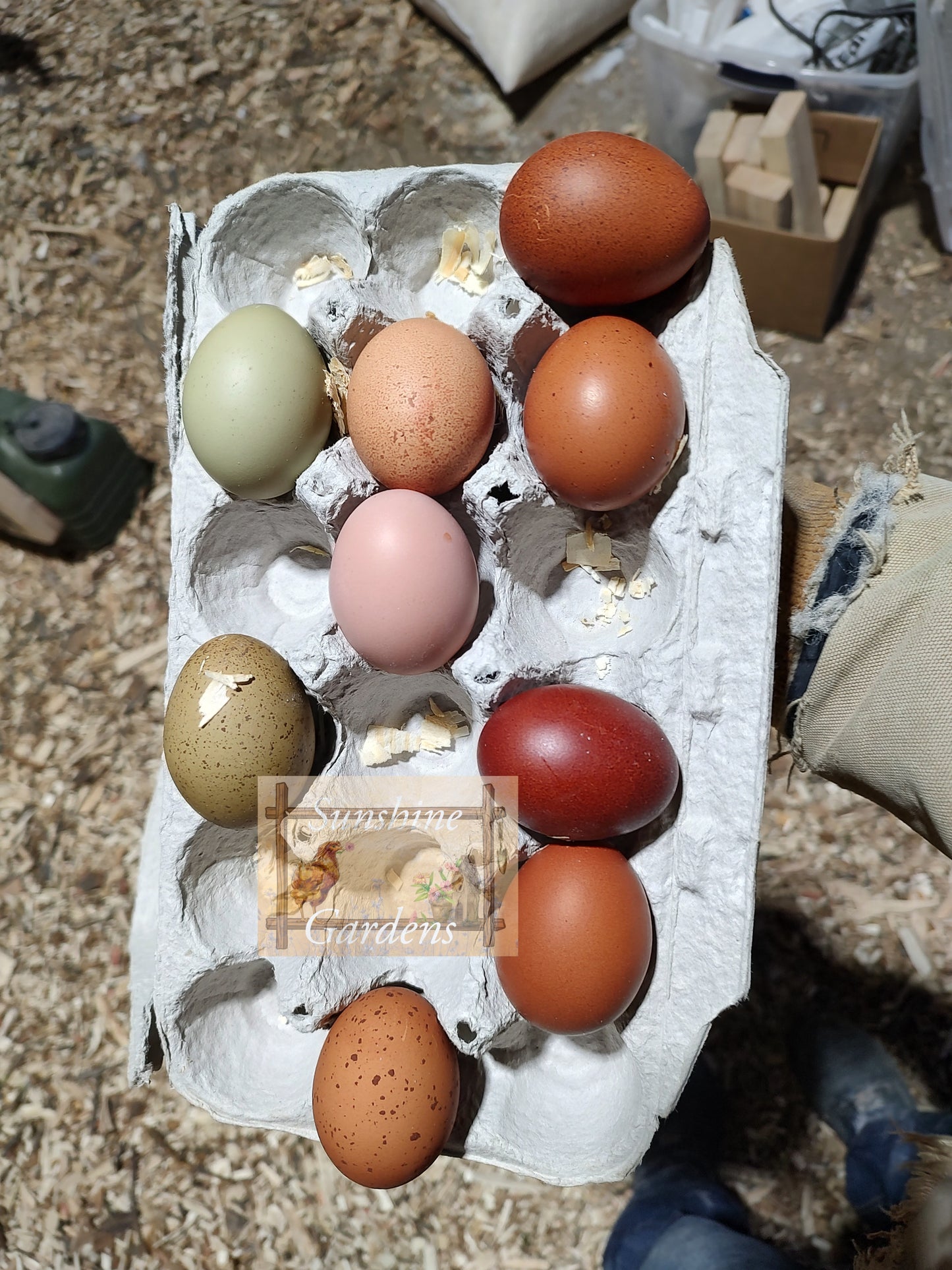 Rainbow Dozen - 12 Hatching Eggs*